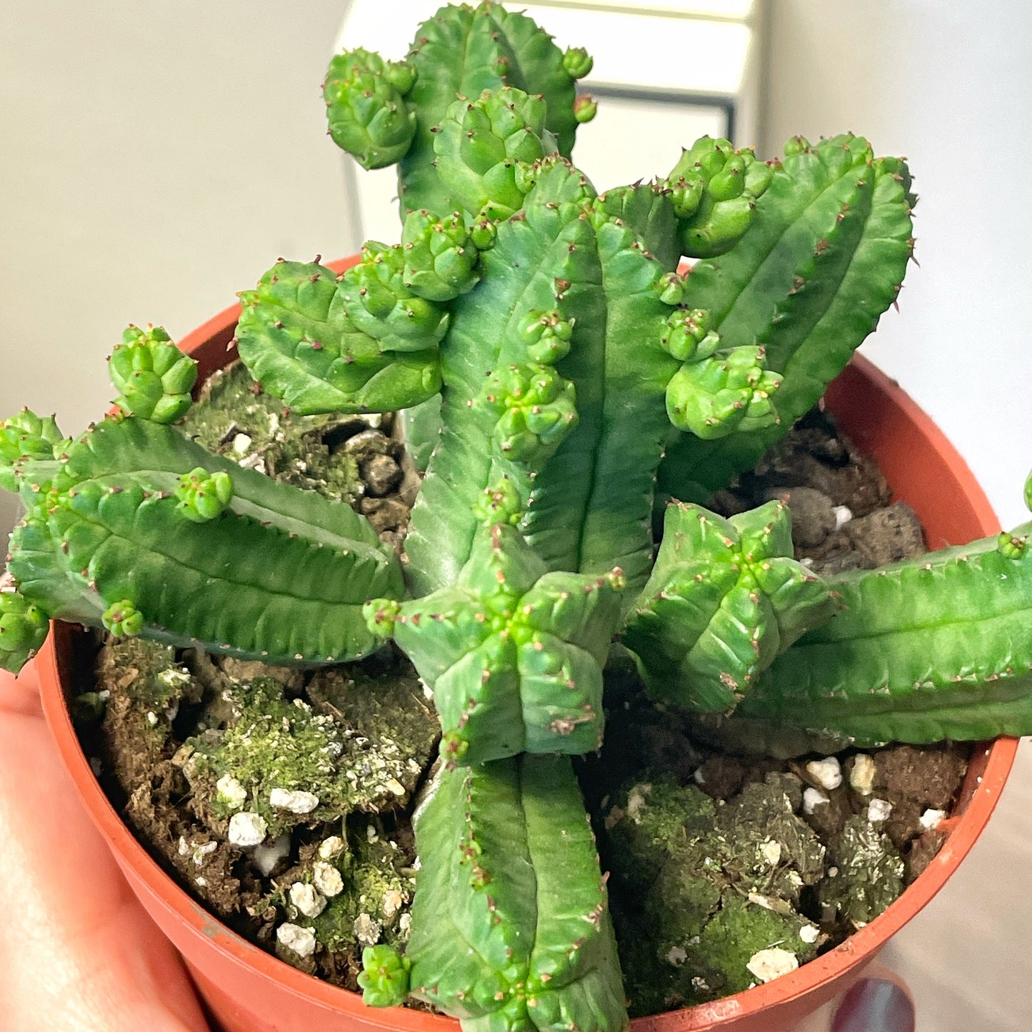Euphorbia tubiglans - 0