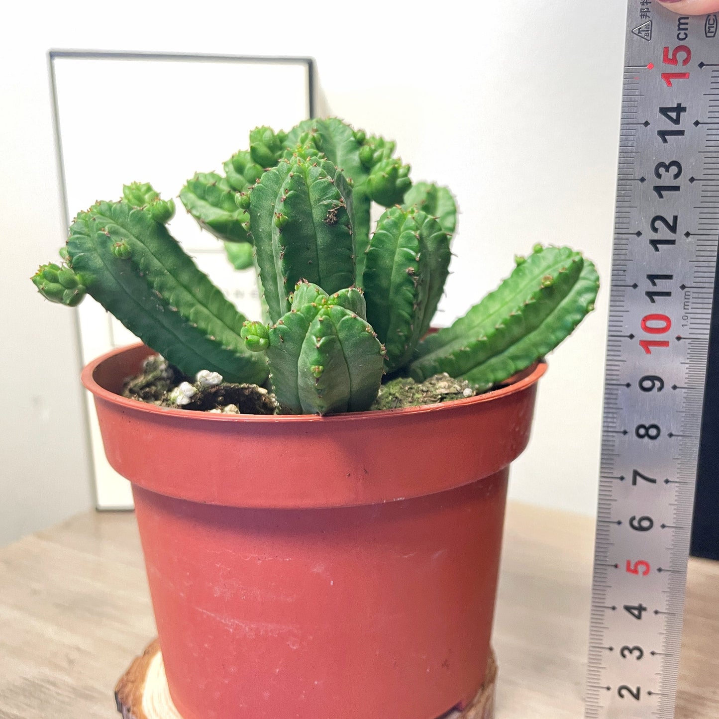 Euphorbia tubiglans - 0
