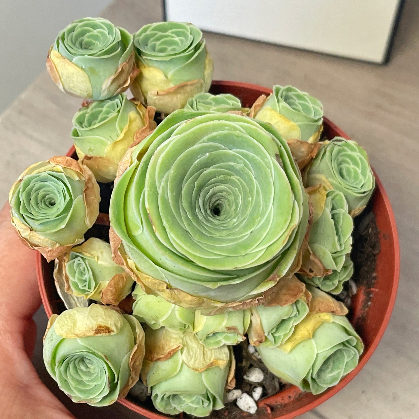 Green Mountain Rose Succulent 0