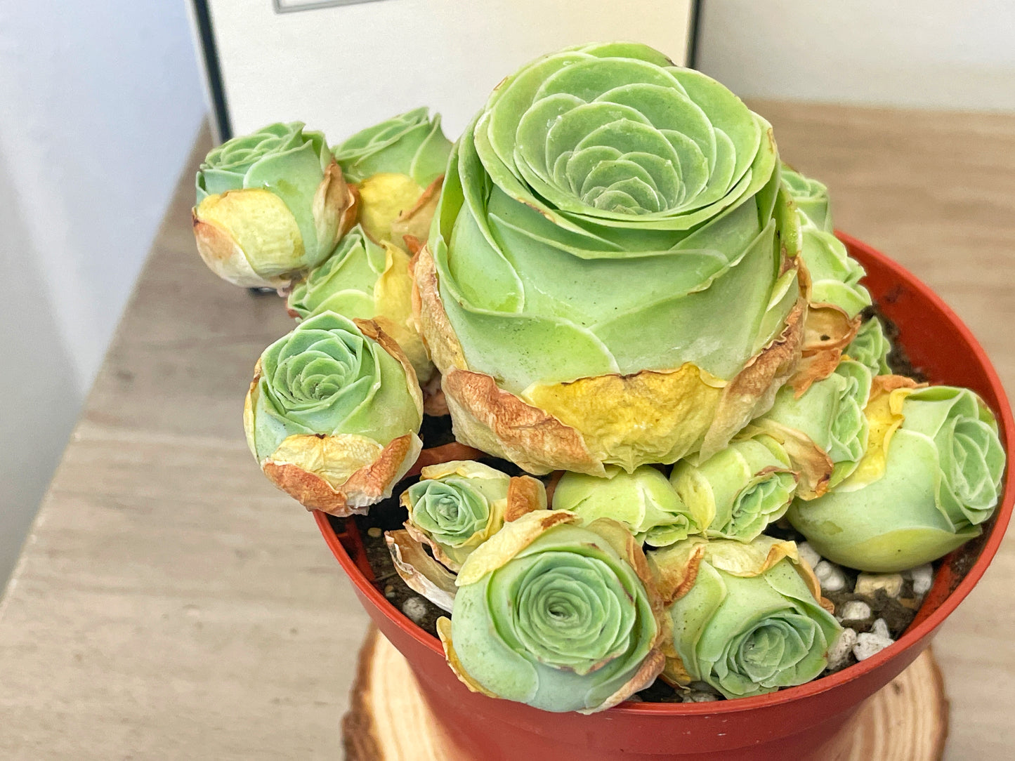 Green Mountain Rose Succulent 0
