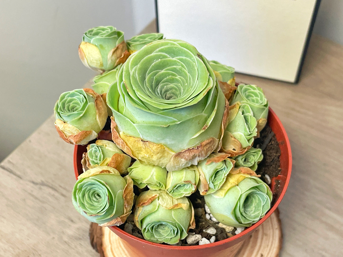 Green Mountain Rose Succulent 0
