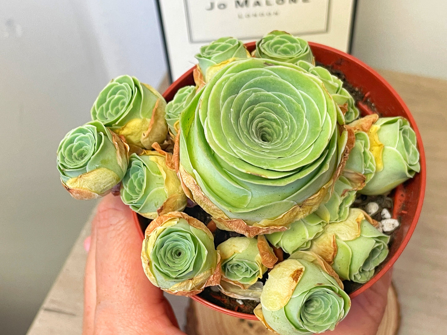 Green Mountain Rose Succulent 0