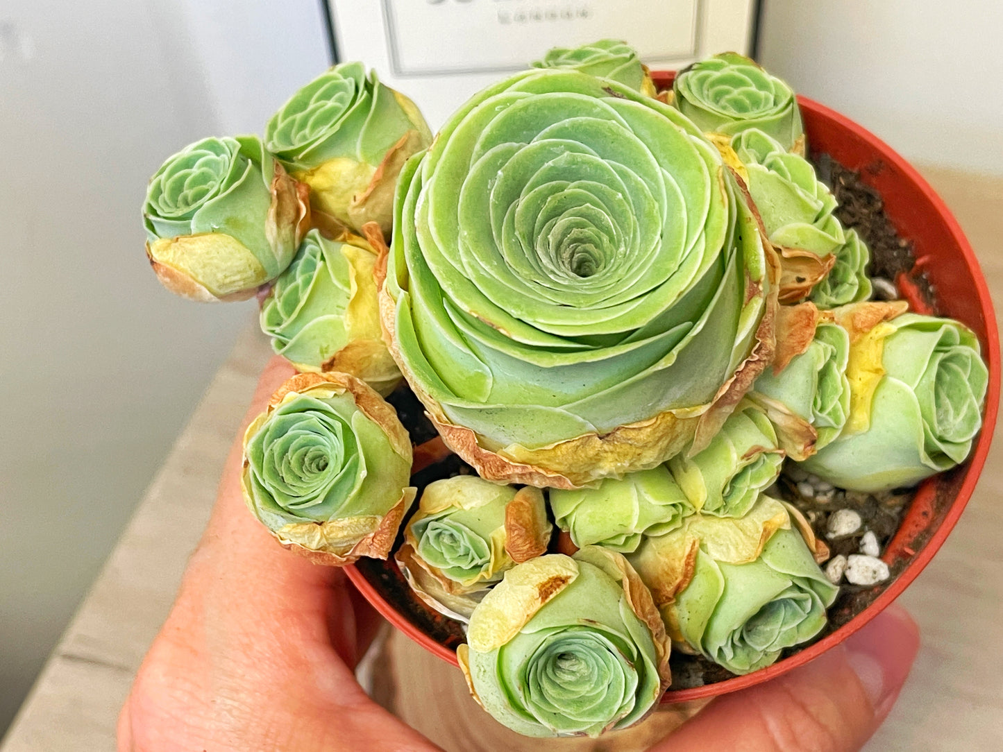 Green Mountain Rose Succulent 0