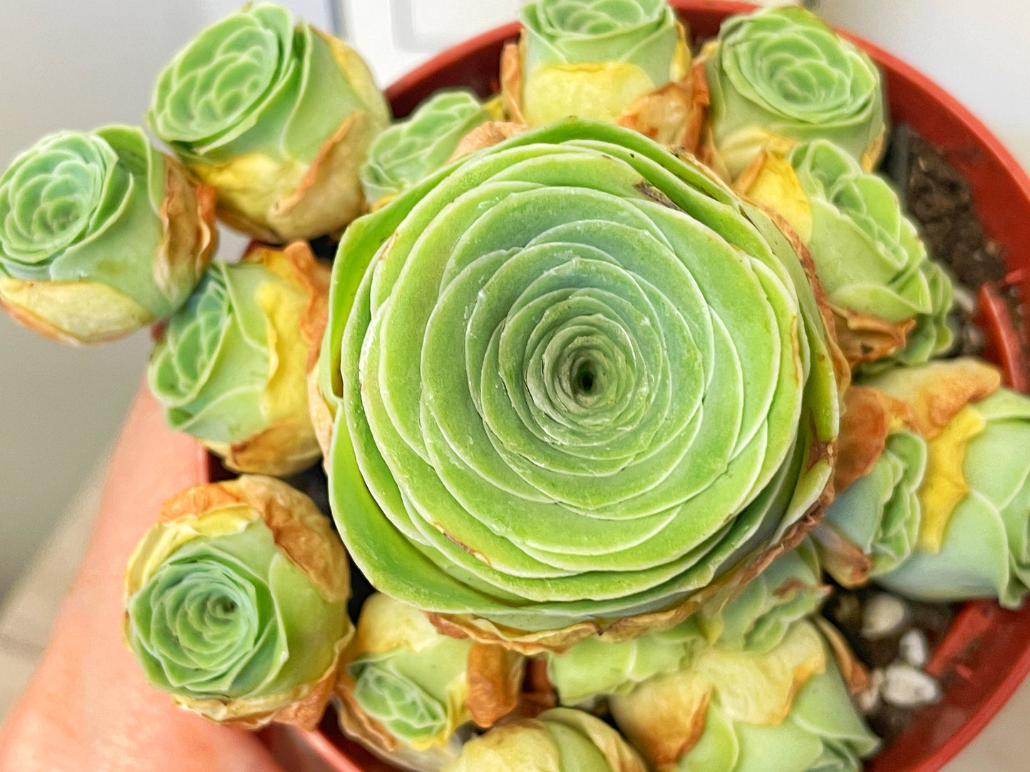 Green Mountain Rose Succulent 0
