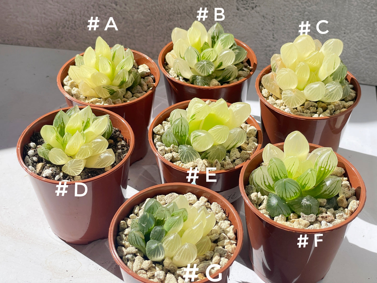 Haworthia Cooperi var Truncata Variegated -