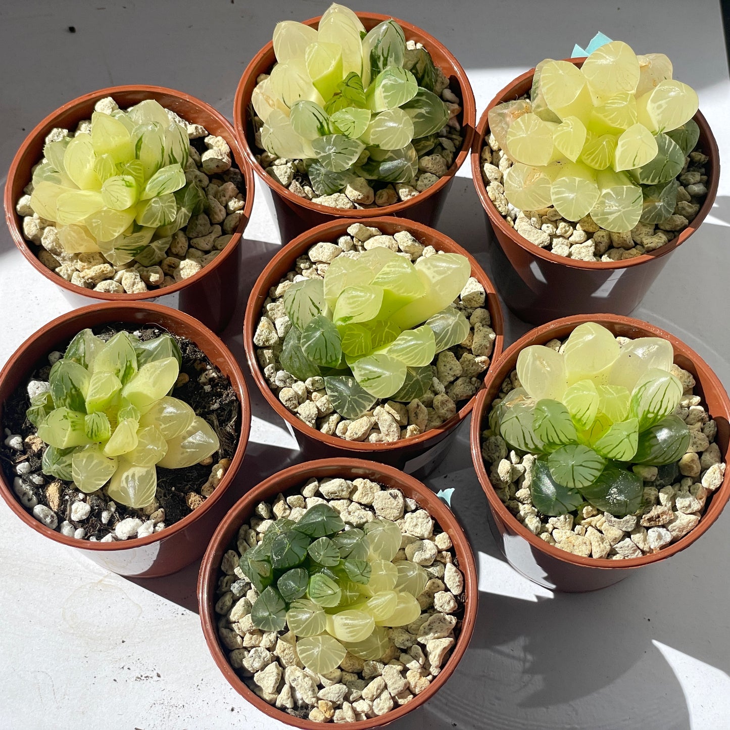 Haworthia Cooperi var Truncata Variegated -