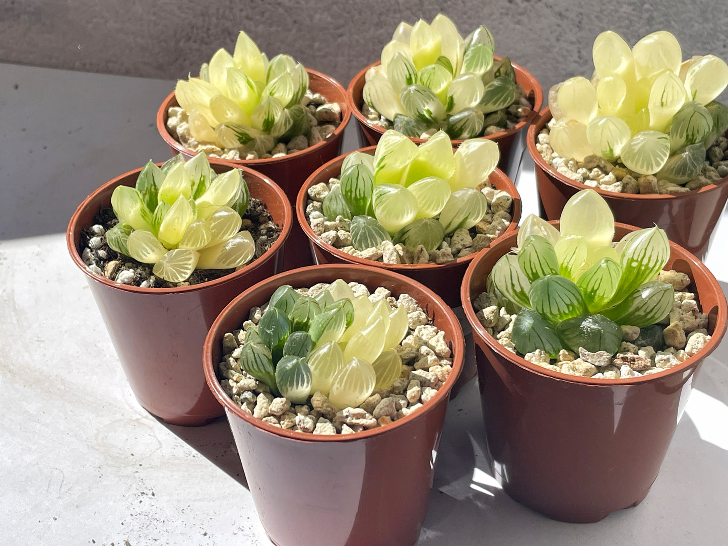 Haworthia Cooperi var Truncata Variegated -