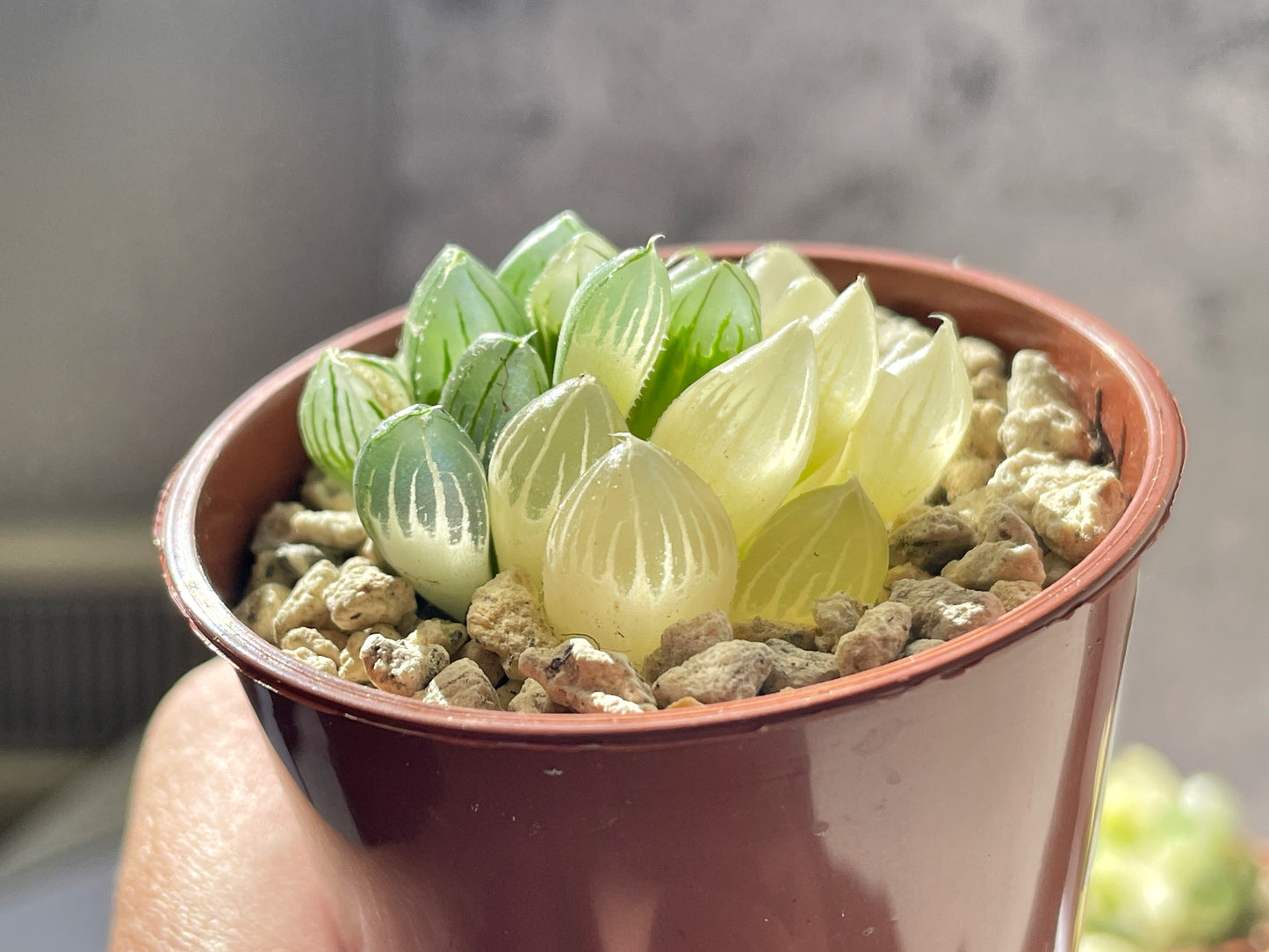 Haworthia Cooperi var Truncata Variegated -