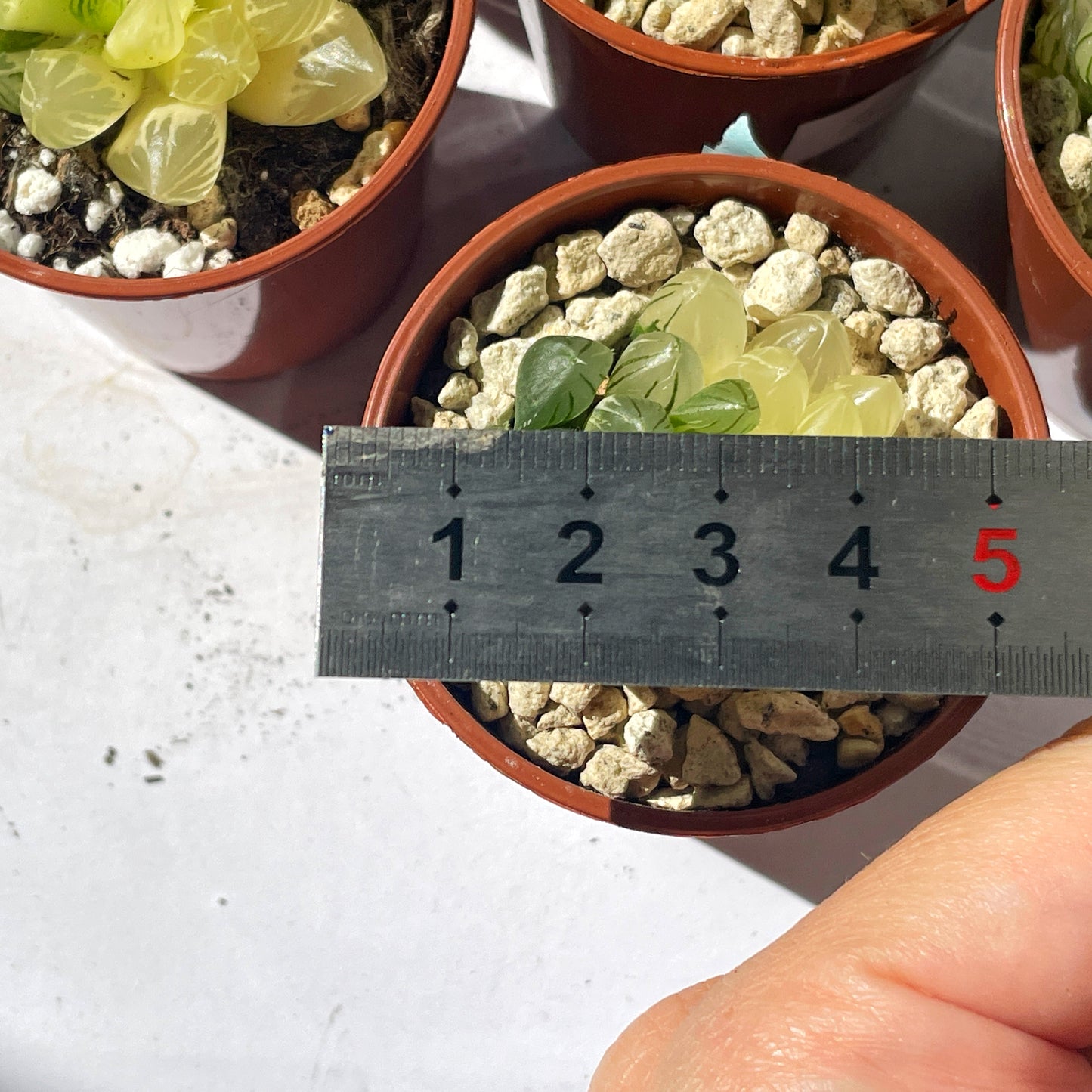 Haworthia Cooperi var Truncata Variegated -