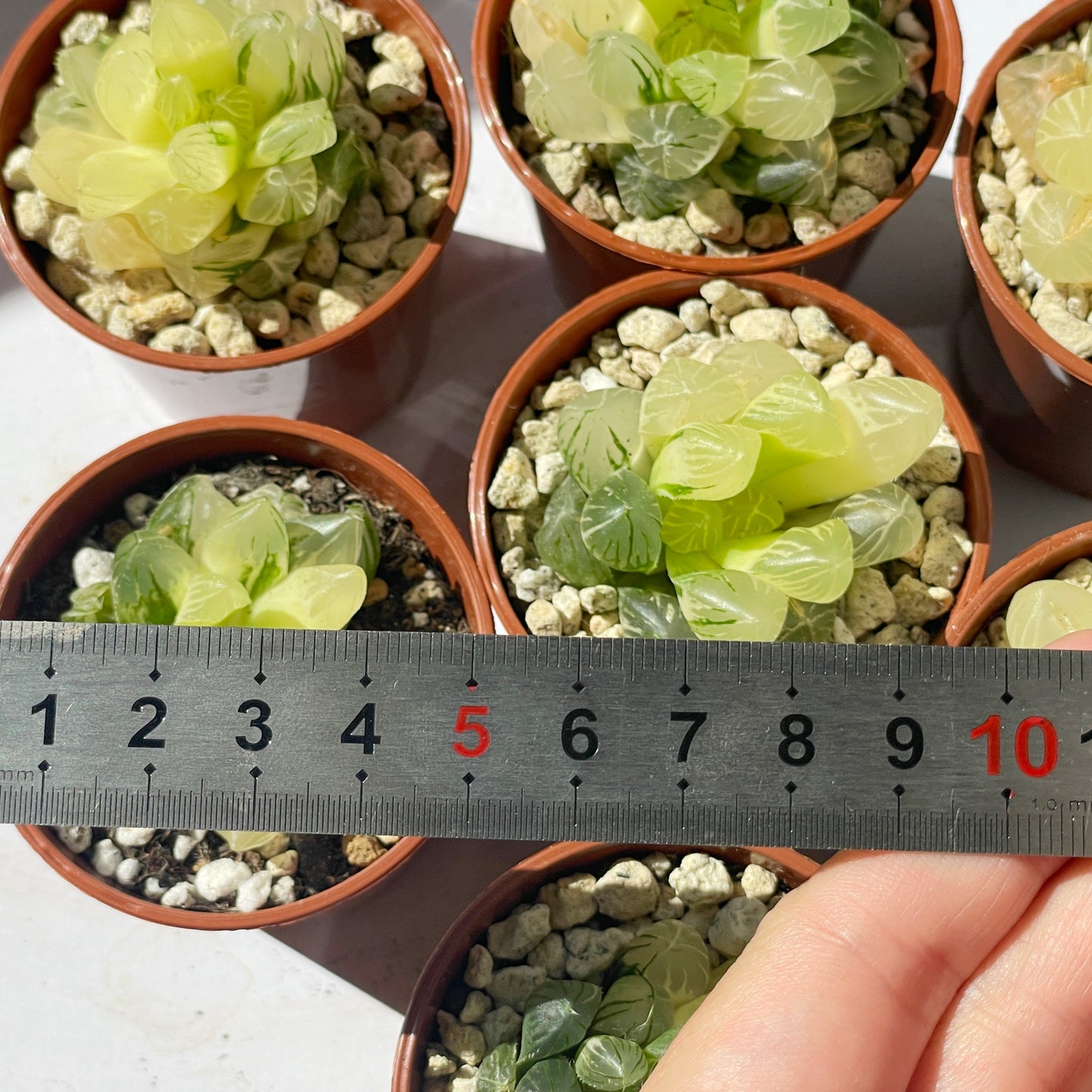 Haworthia Cooperi var Truncata Variegated -