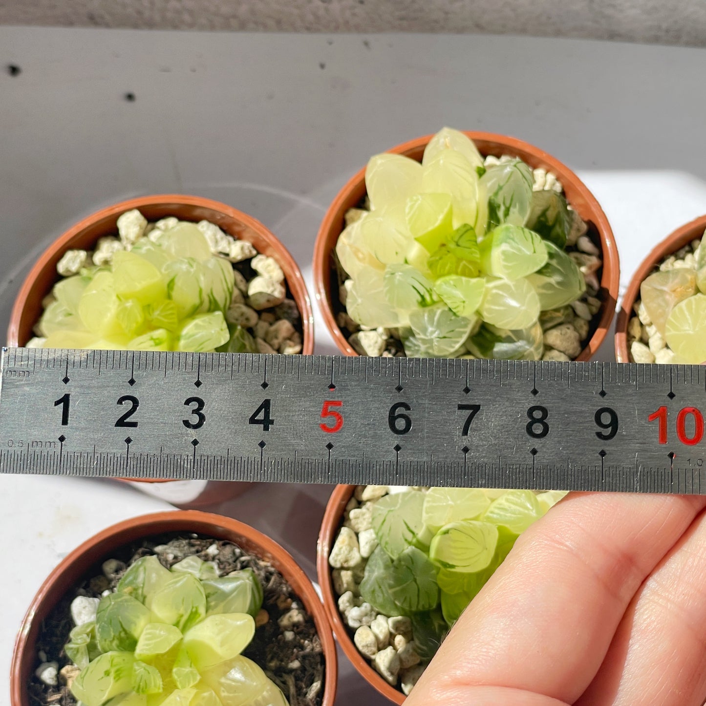 Haworthia Cooperi var Truncata Variegated -