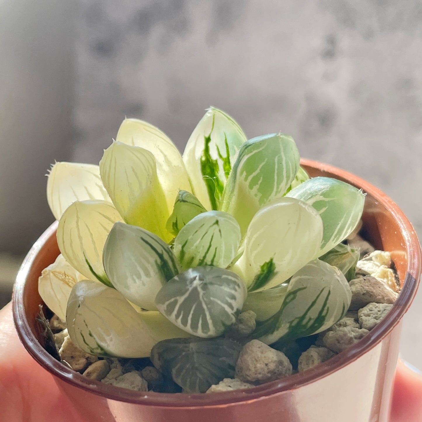 Haworthia Cooperi var Truncata Variegated -