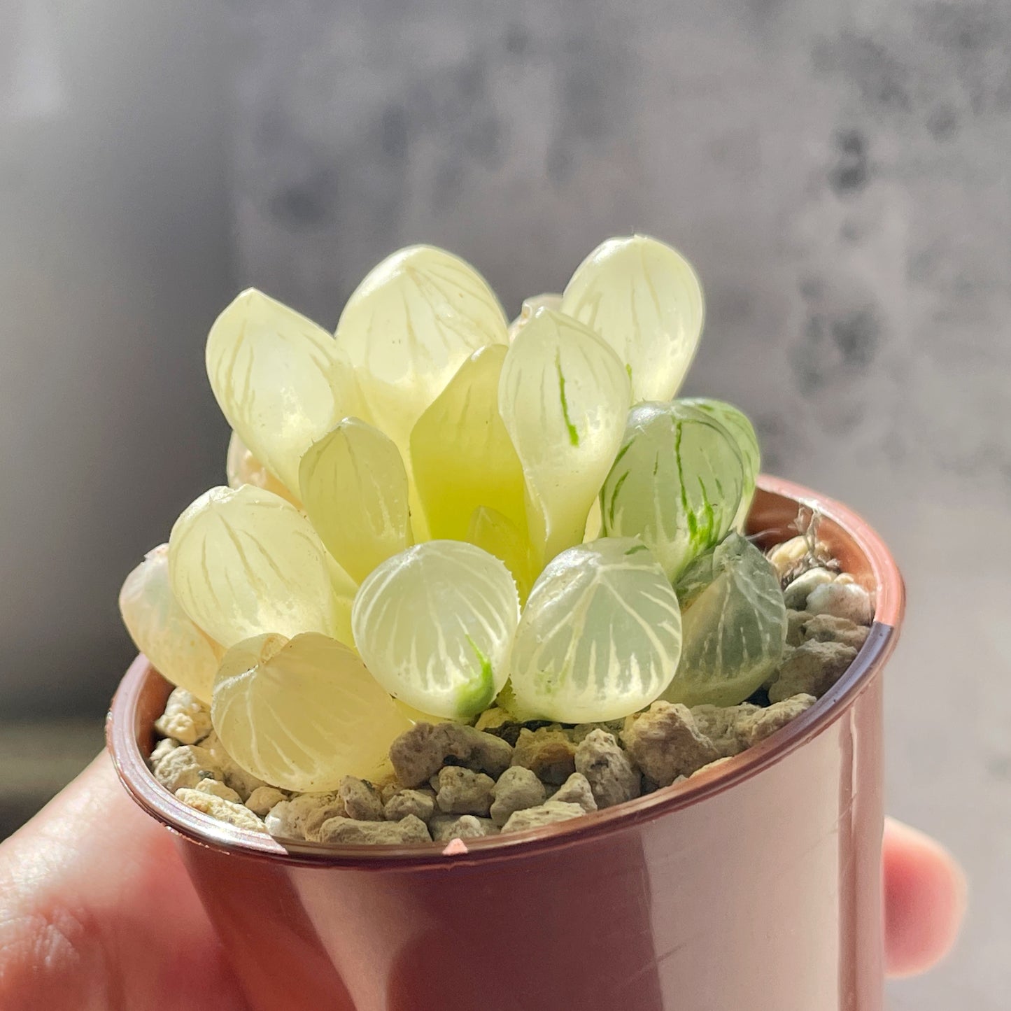 Haworthia Cooperi var Truncata Variegated -