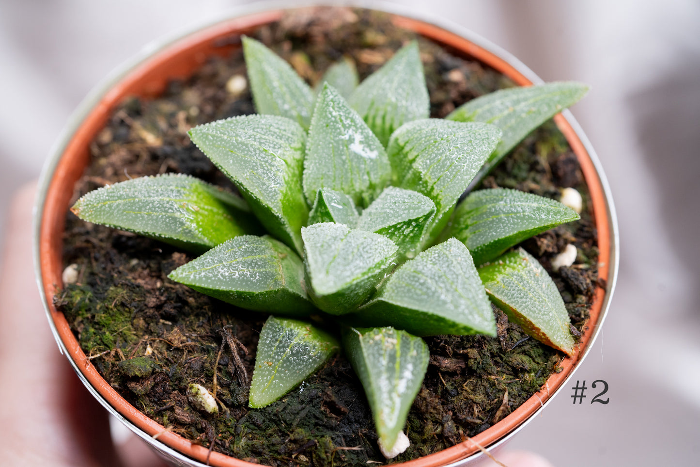 3 Varieties Haworthia Pygmaea, Haworthia retusa, Succulent in 8cm Pot