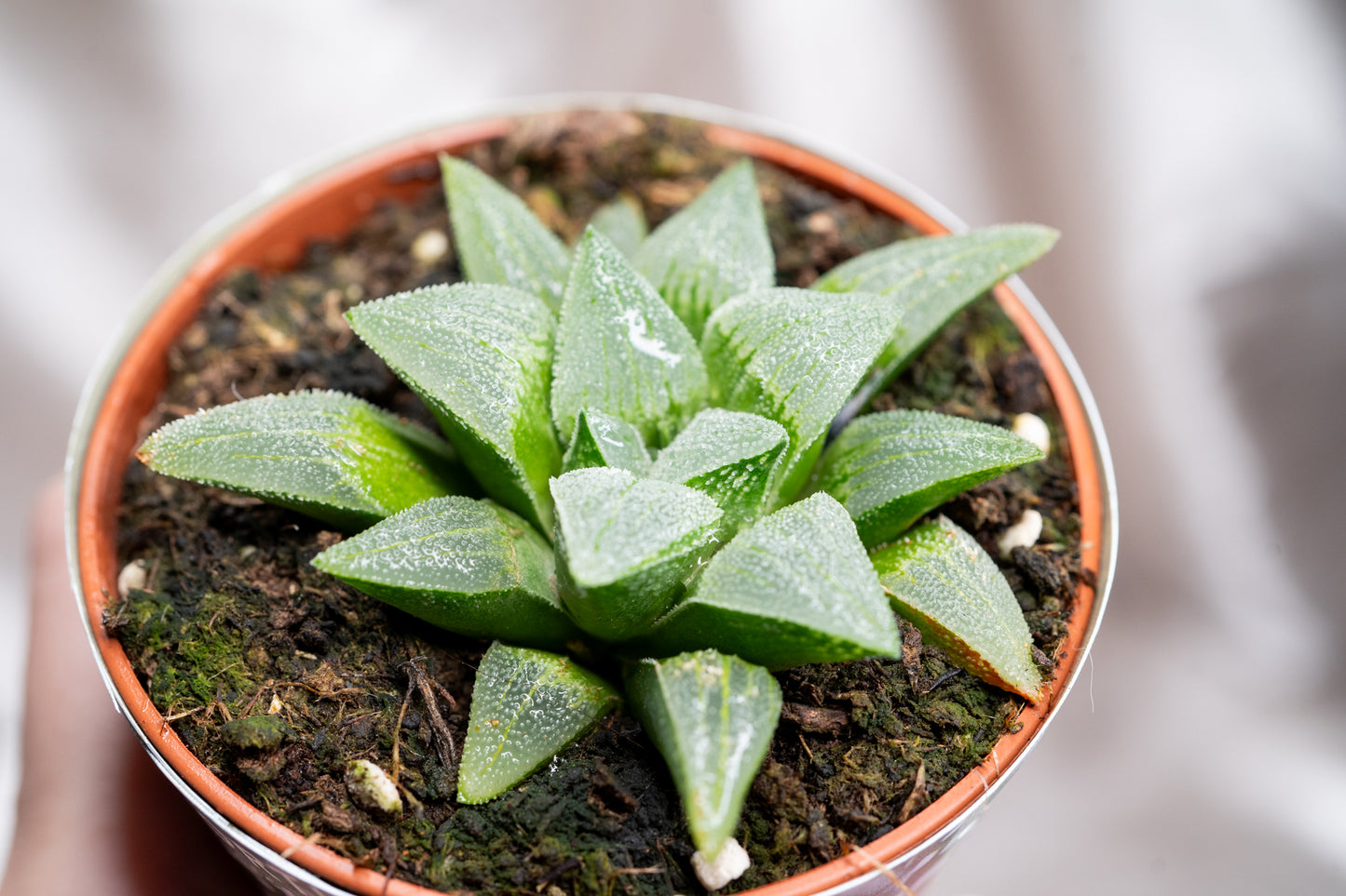 3 Varieties Haworthia Pygmaea, Haworthia retusa, Succulent in 8cm Pot