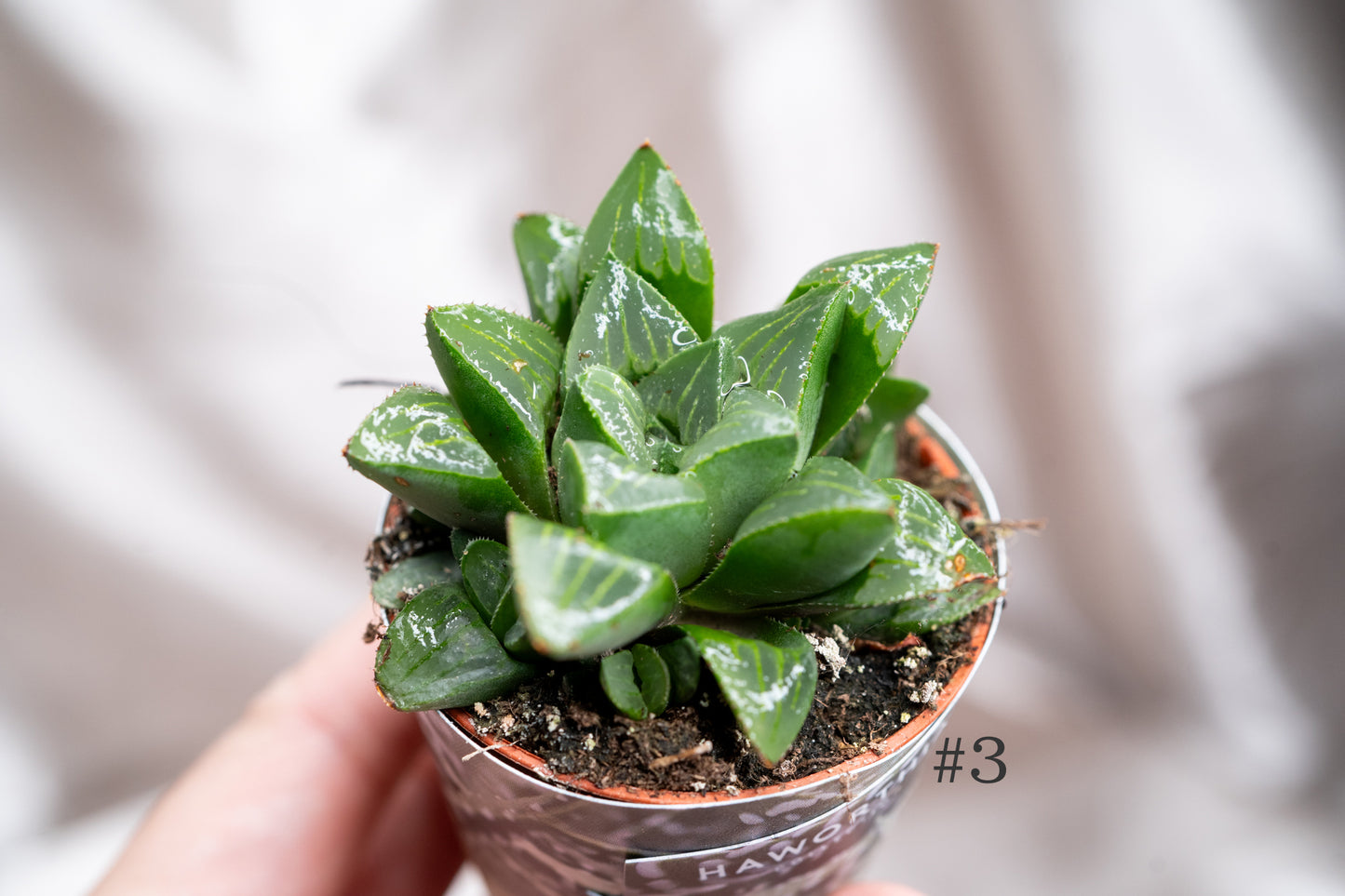 3 Varieties Haworthia Pygmaea, Haworthia retusa, Succulent in 8cm Pot
