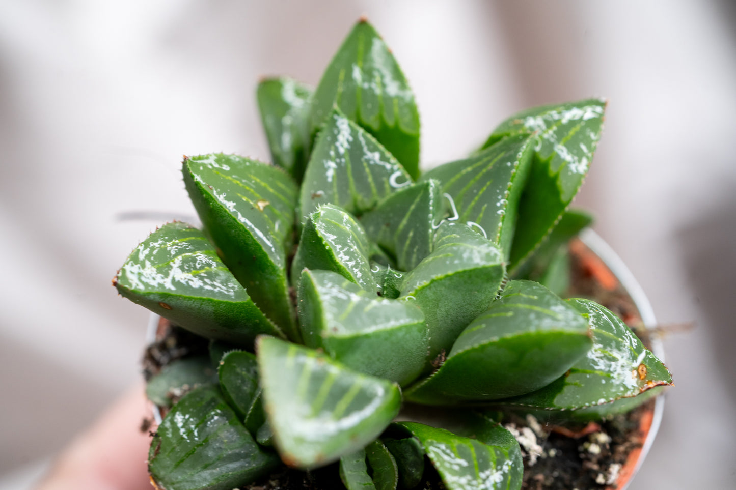 3 Varieties Haworthia Pygmaea, Haworthia retusa, Succulent in 8cm Pot