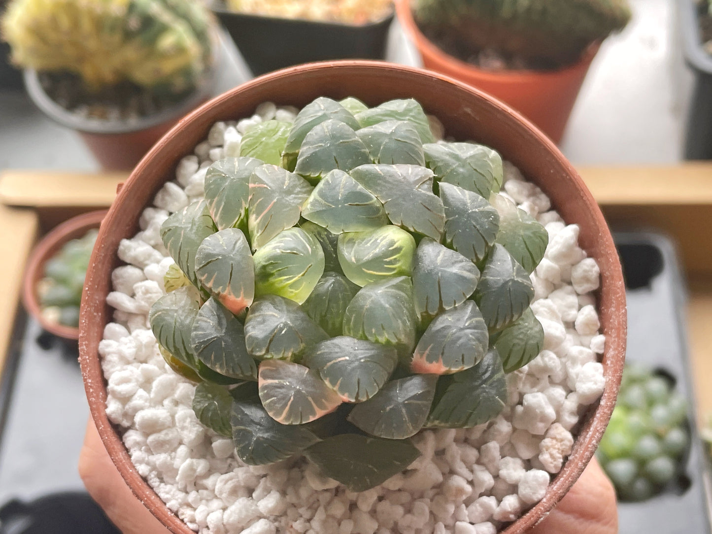 Haworthia cooperi var. Truncata Variegated - 0