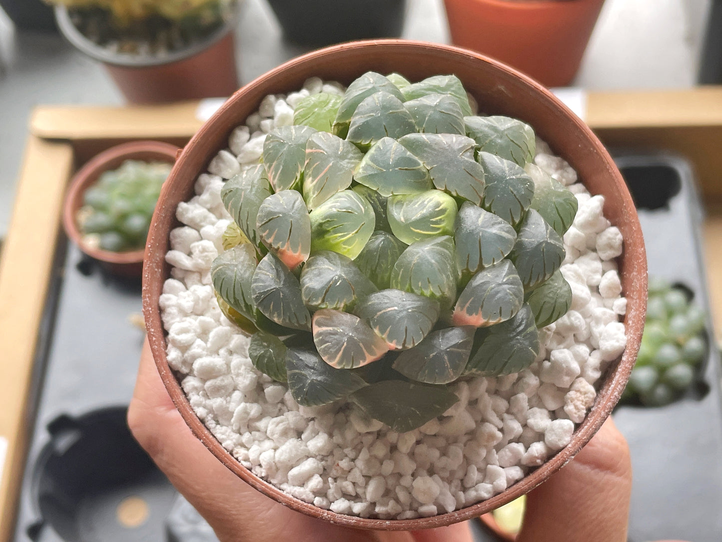 Haworthia cooperi var. Truncata Variegated - 0
