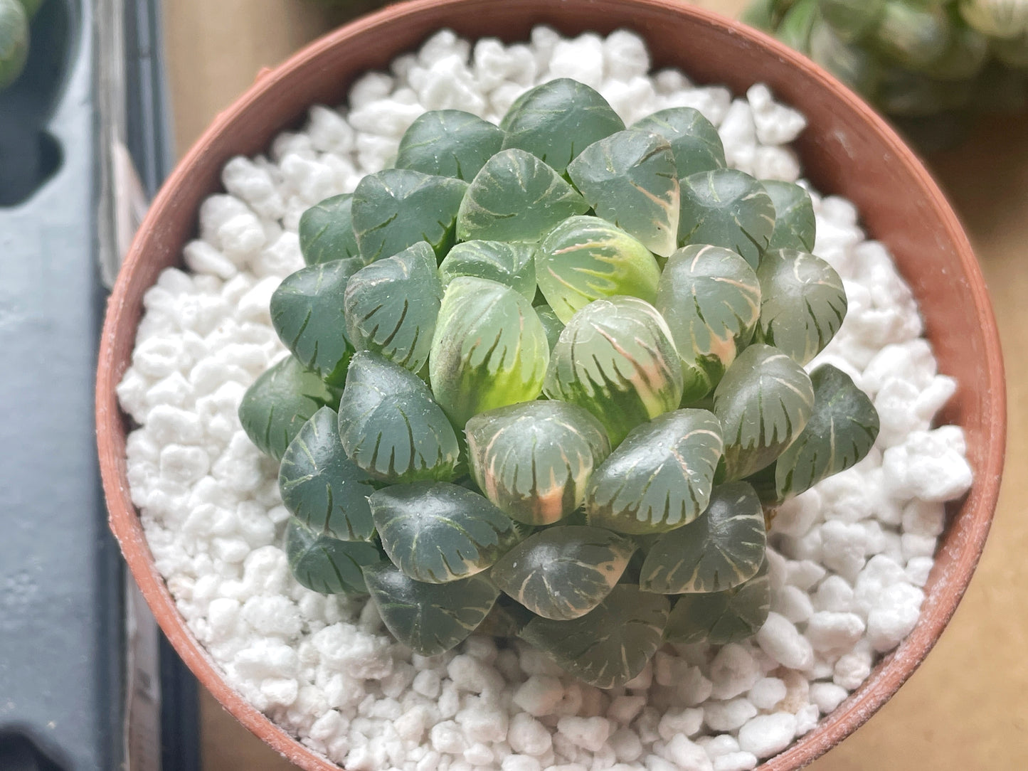 Haworthia cooperi var. Truncata Variegated - 0