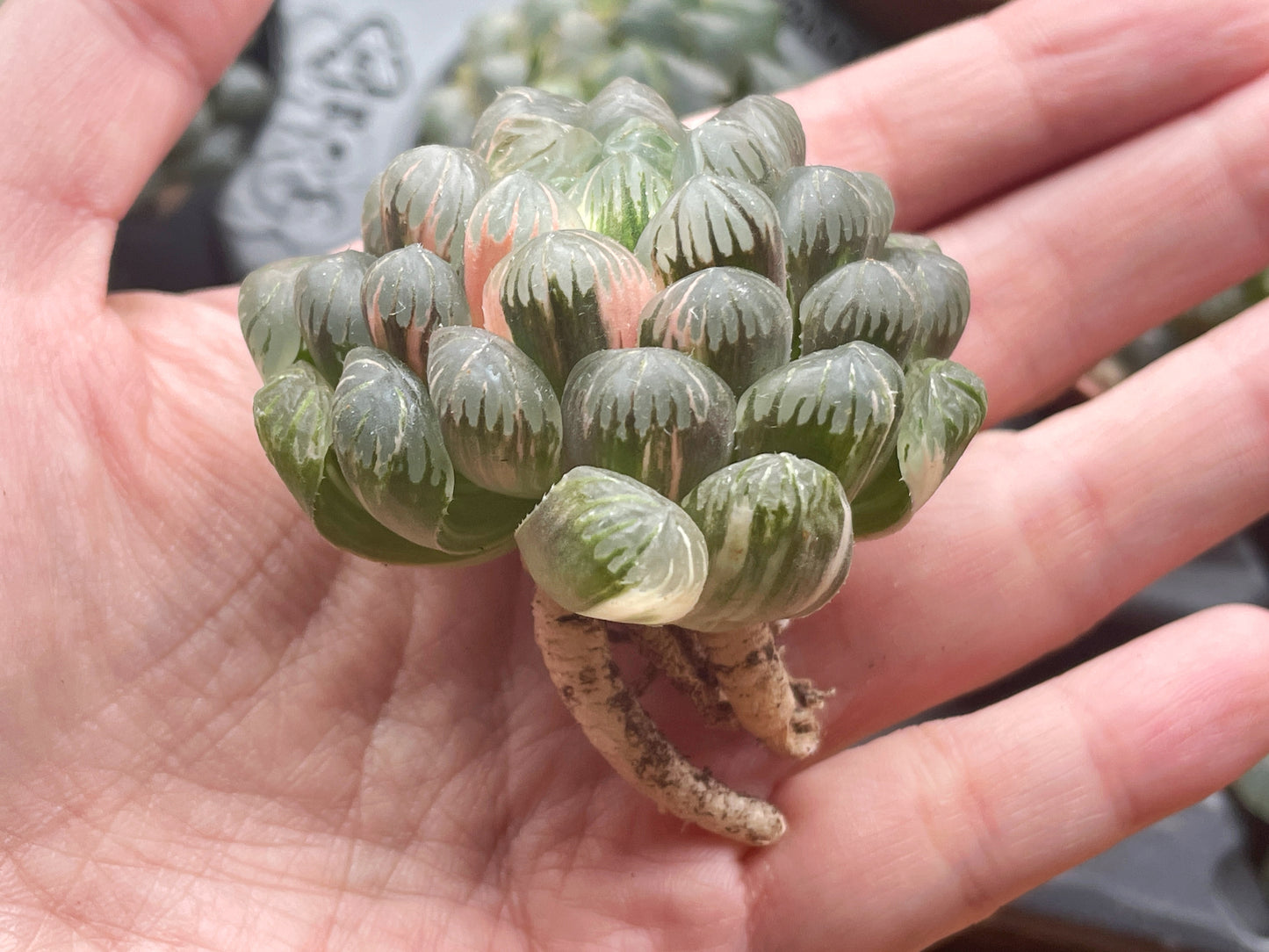 Haworthia cooperi var. Truncata Variegated - 0