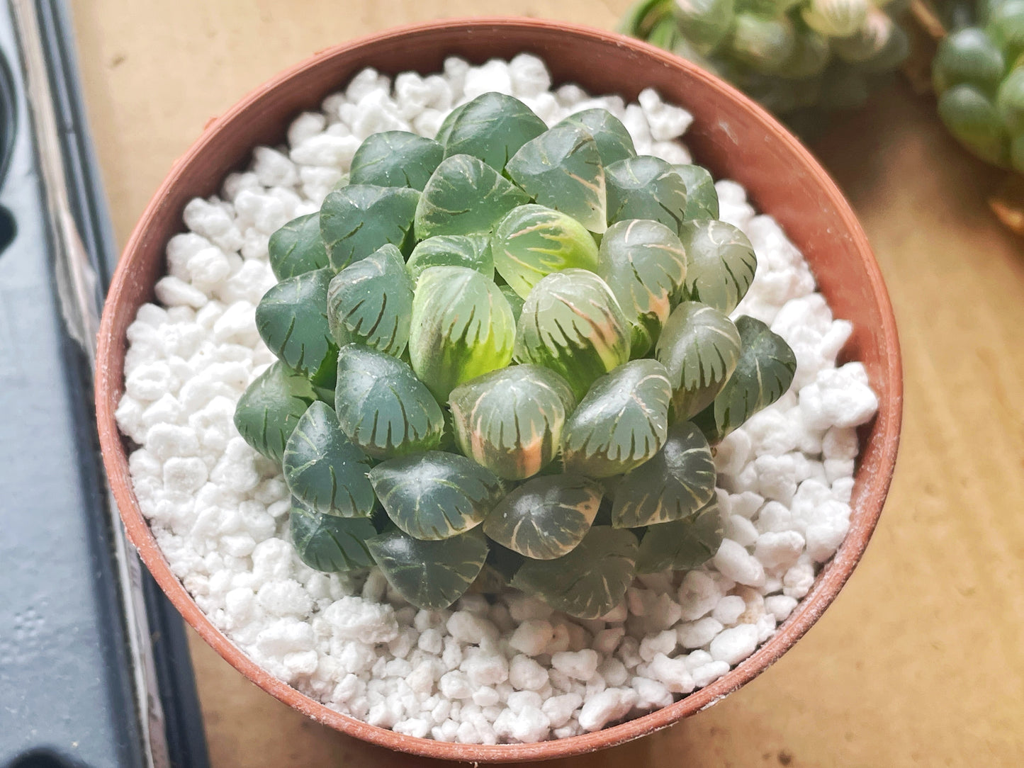 Haworthia cooperi var. Truncata Variegated - 0