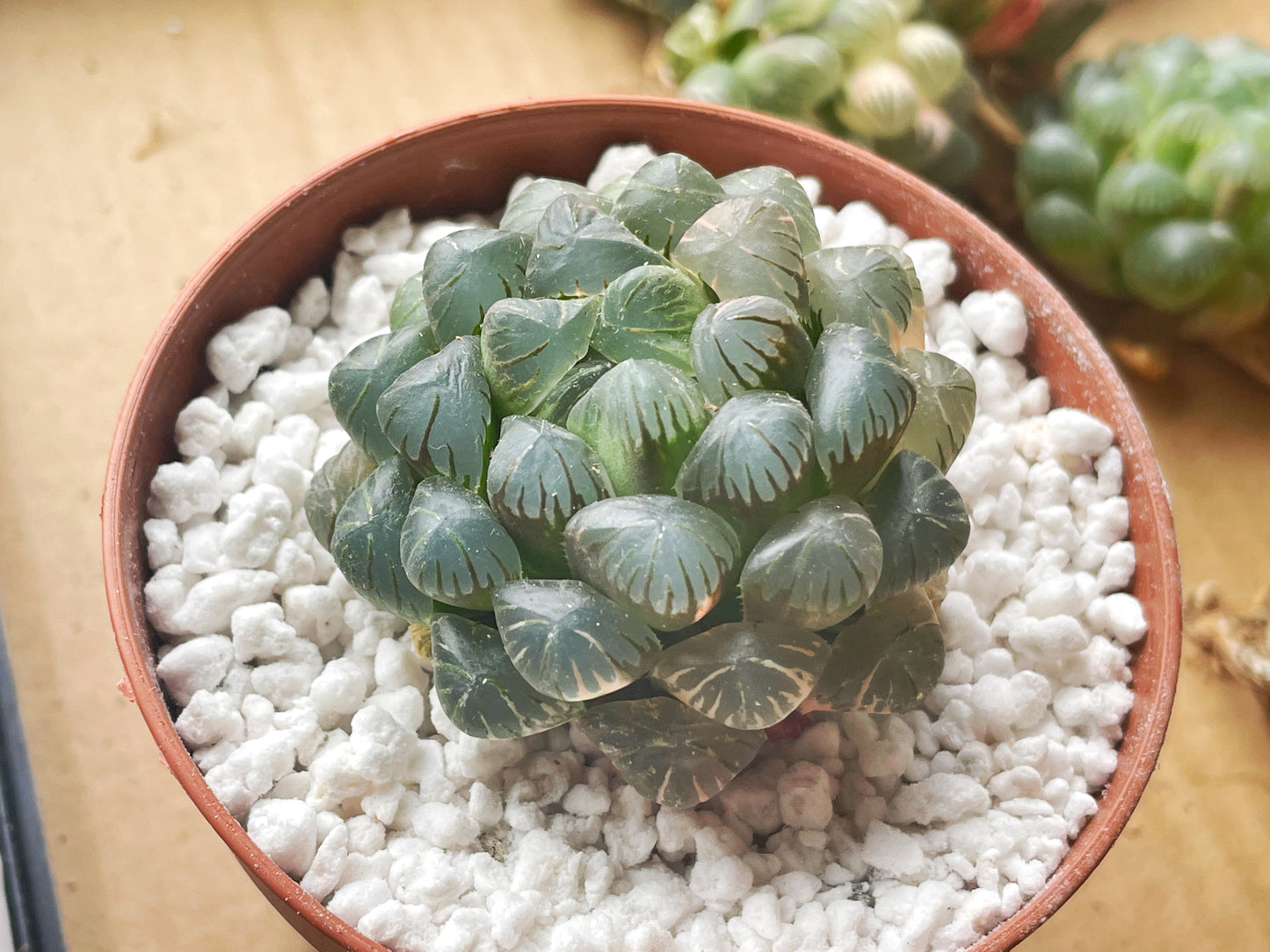 Haworthia cooperi var. Truncata Variegated - 0