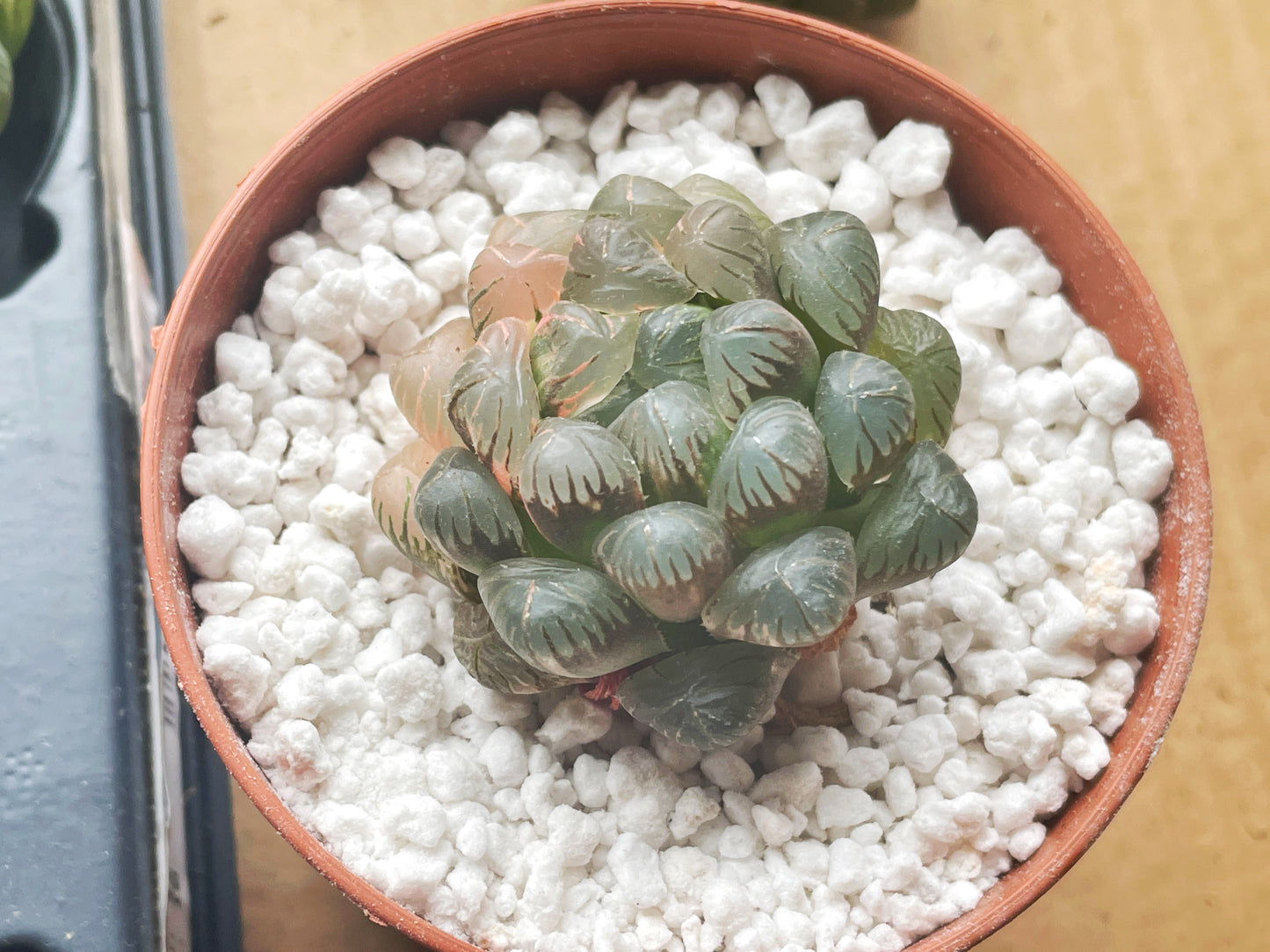 Haworthia cooperi var. Truncata Variegated - 0
