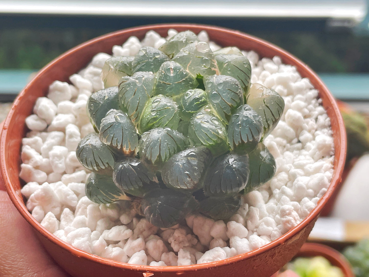 Haworthia cooperi var. Truncata Variegated - 0