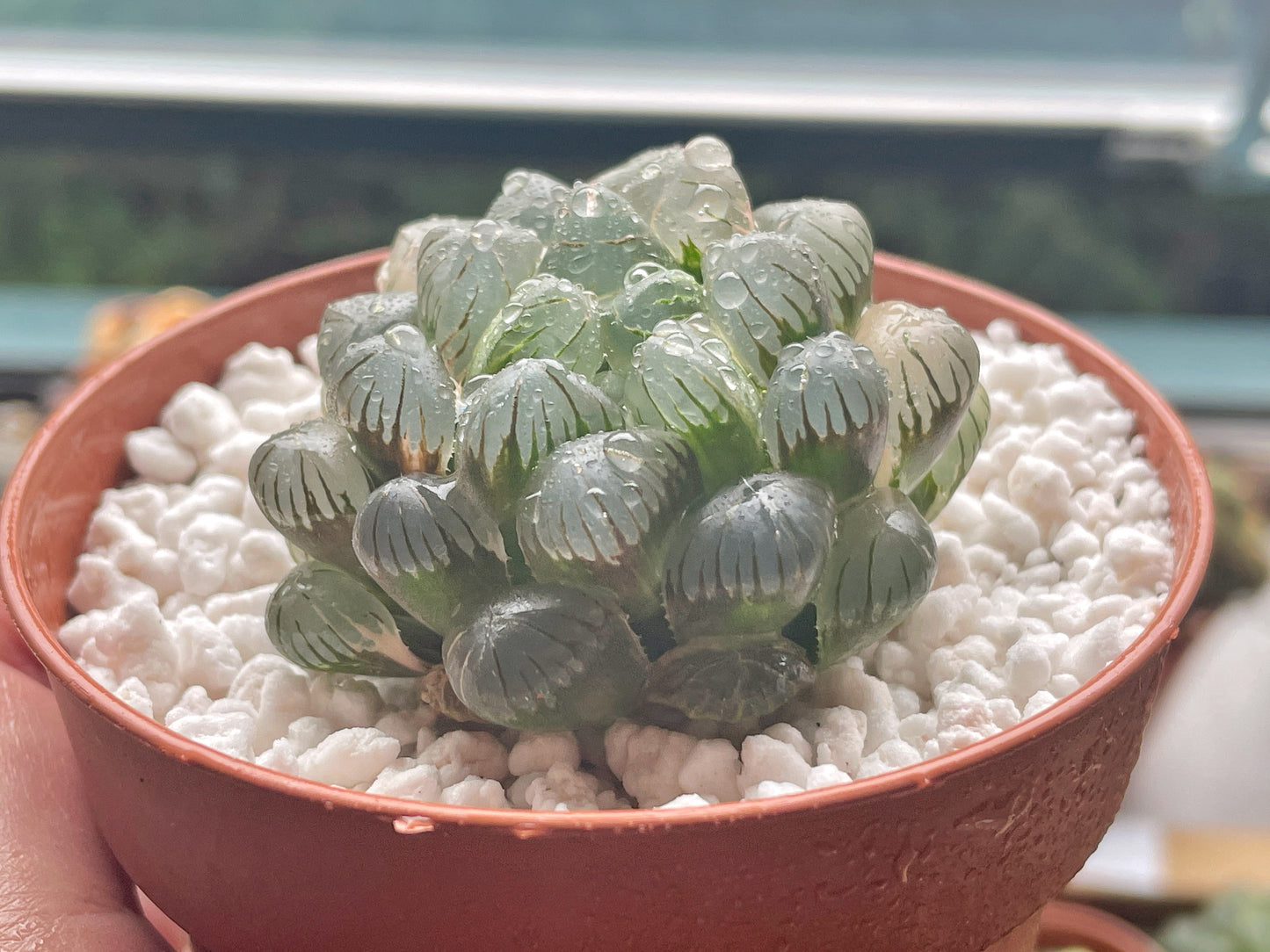 Haworthia cooperi var. Truncata Variegated - 0