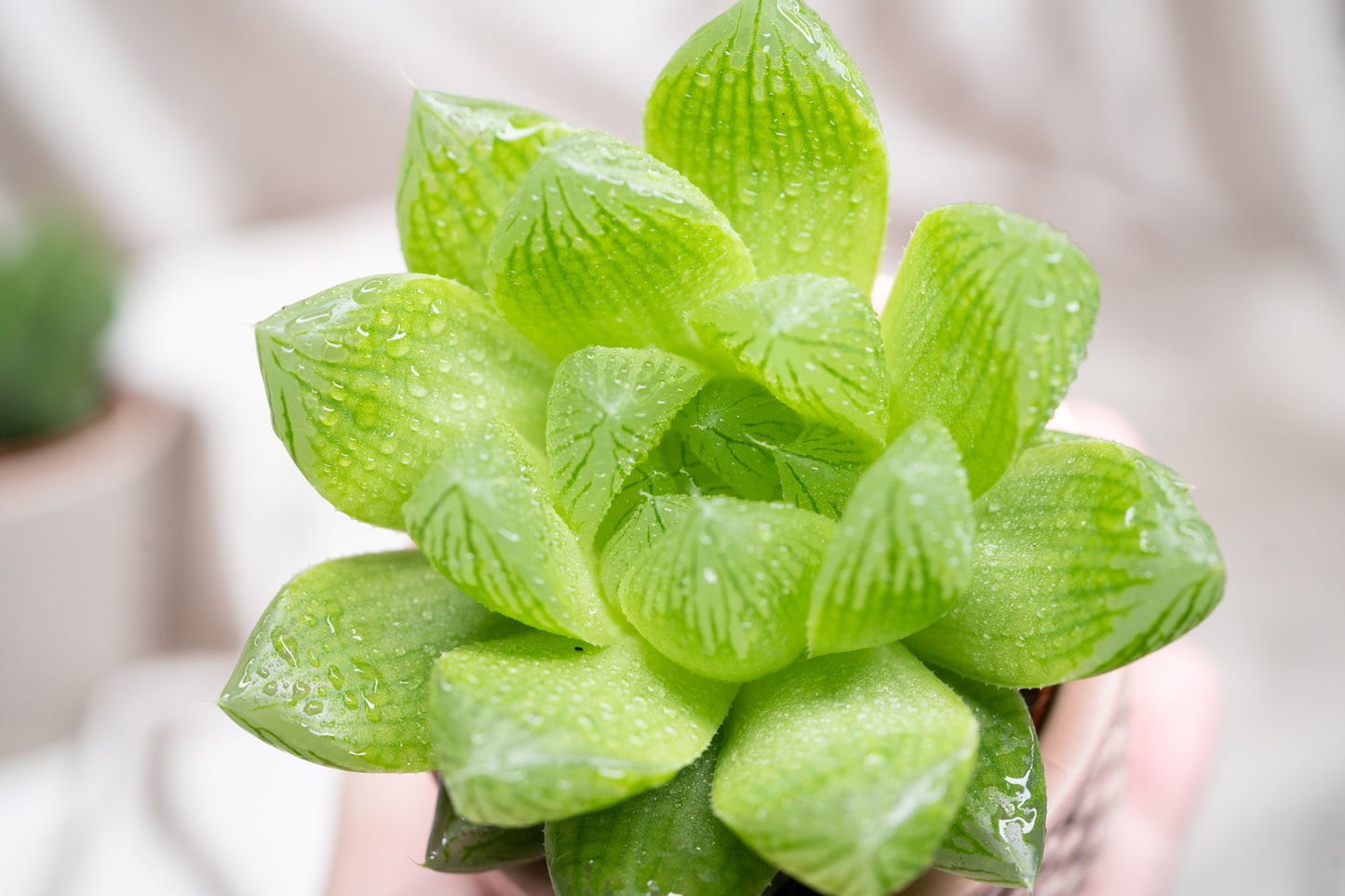 2 varieties Haworthia cooperii, Haworthia Succulent in 5&8cm Pot