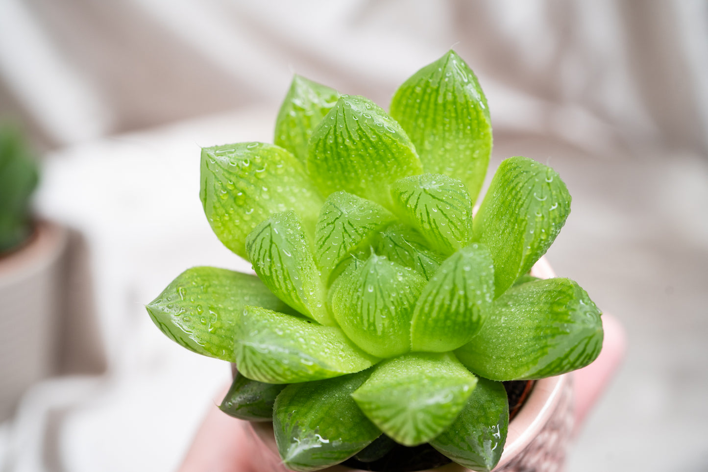 2 varieties Haworthia cooperii, Haworthia Succulent in 5&8cm Pot