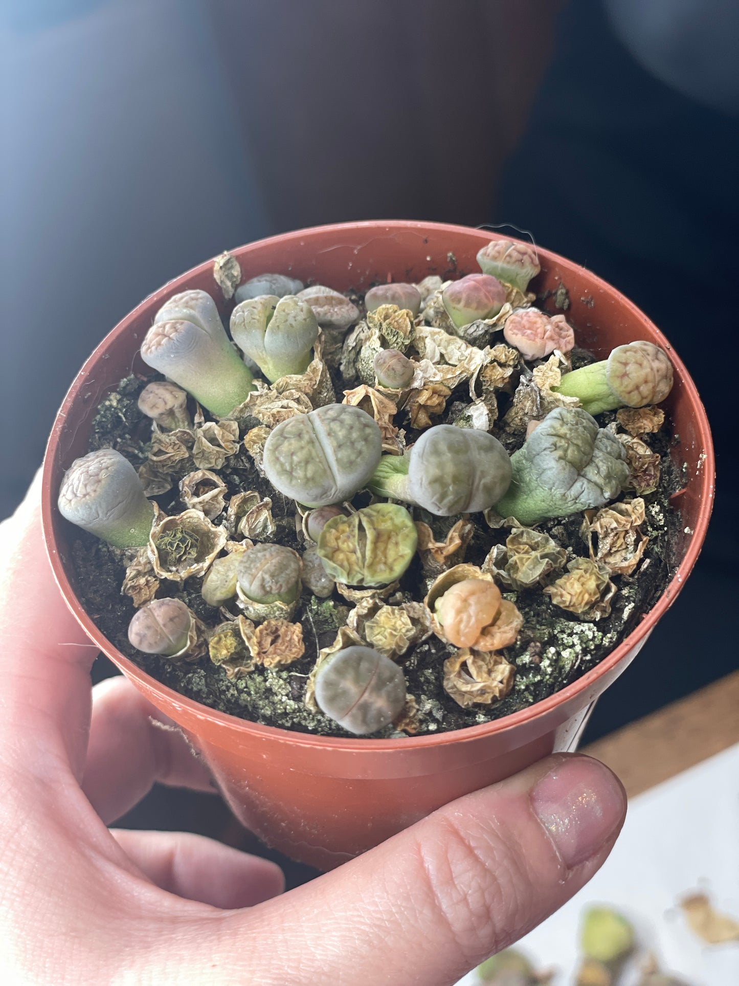 Clearance | Lithops