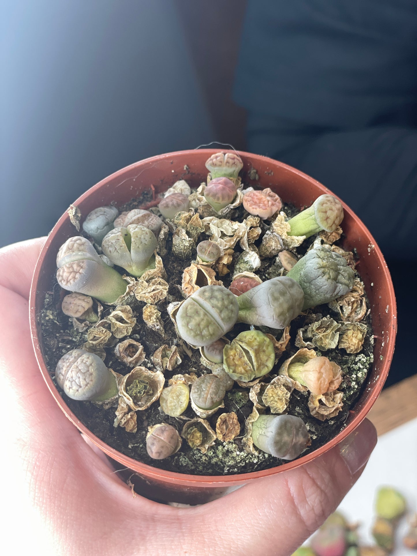 Clearance | Lithops