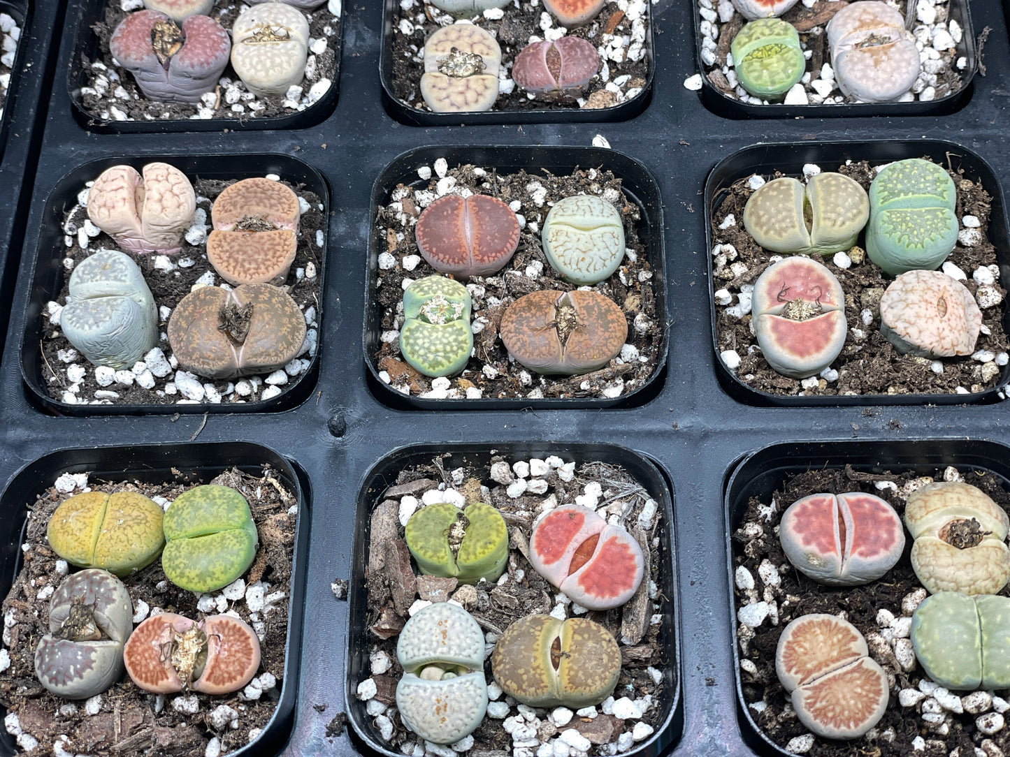 4pcs Lithops Living Stones Plants, Colourful Lithops - Random Colour