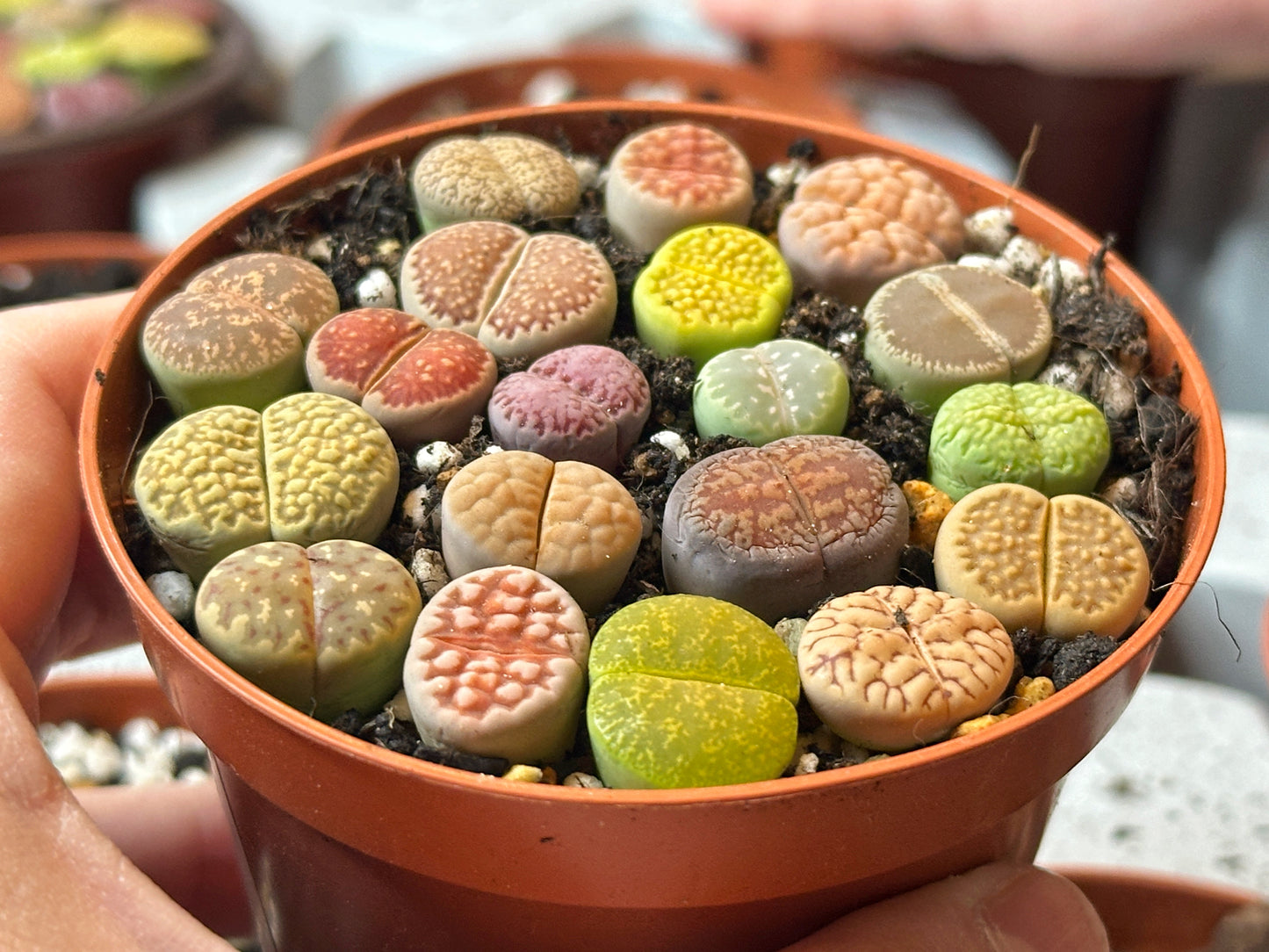 18-20pcs Brilliant Colour Lithops Living Stones Plants, Aizoaceae, Lithops - Random Colour