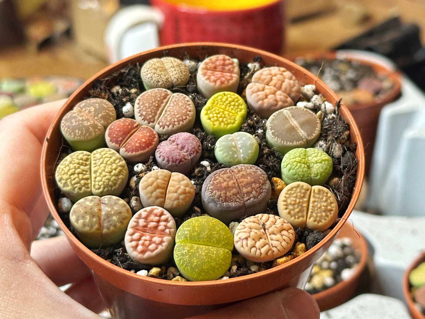 18-20pcs Brilliant Colour Lithops Living Stones Plants, Aizoaceae, Lithops - Random Colour