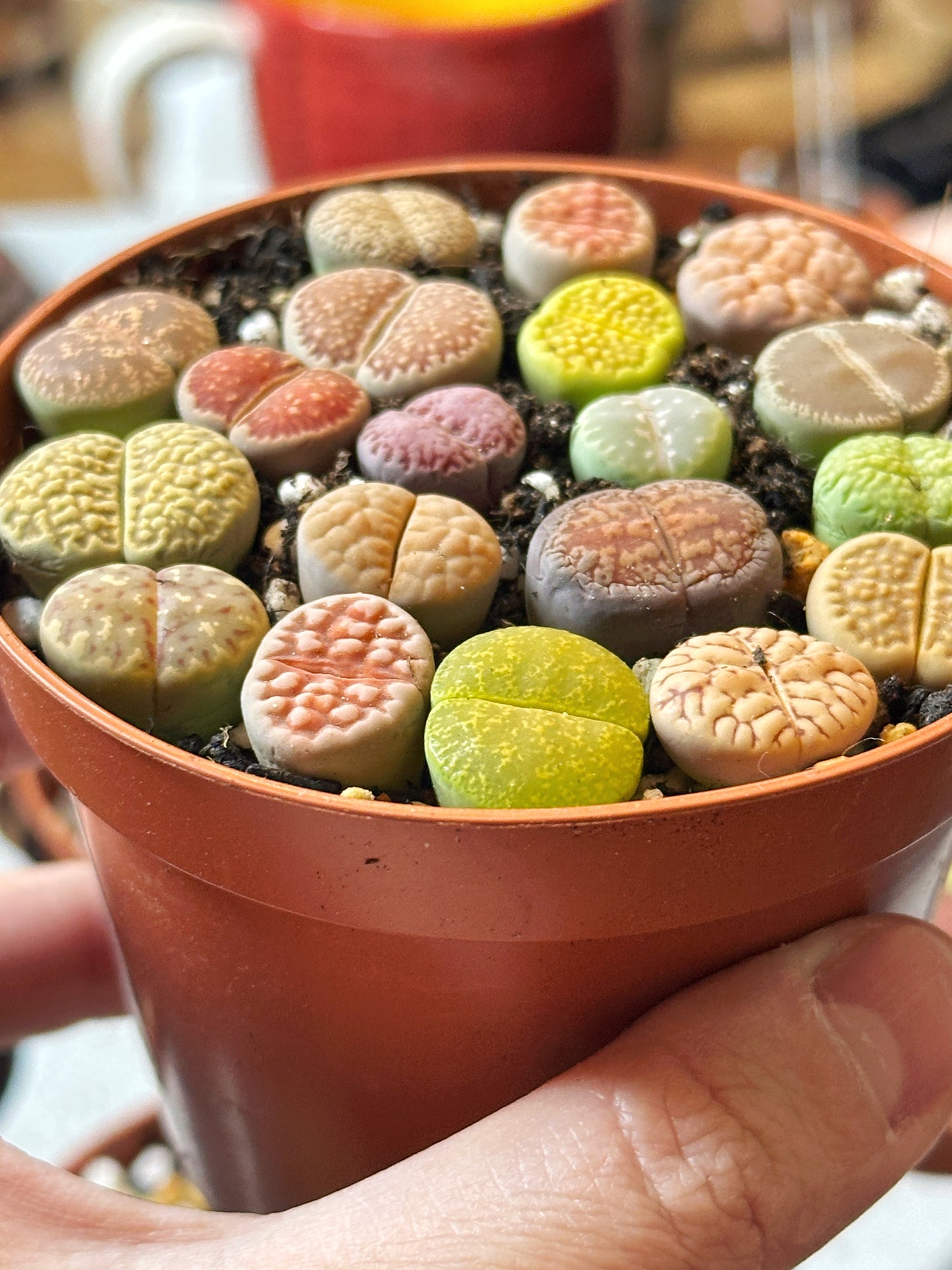 18-20pcs Brilliant Colour Lithops Living Stones Plants, Aizoaceae, Lithops - Random Colour