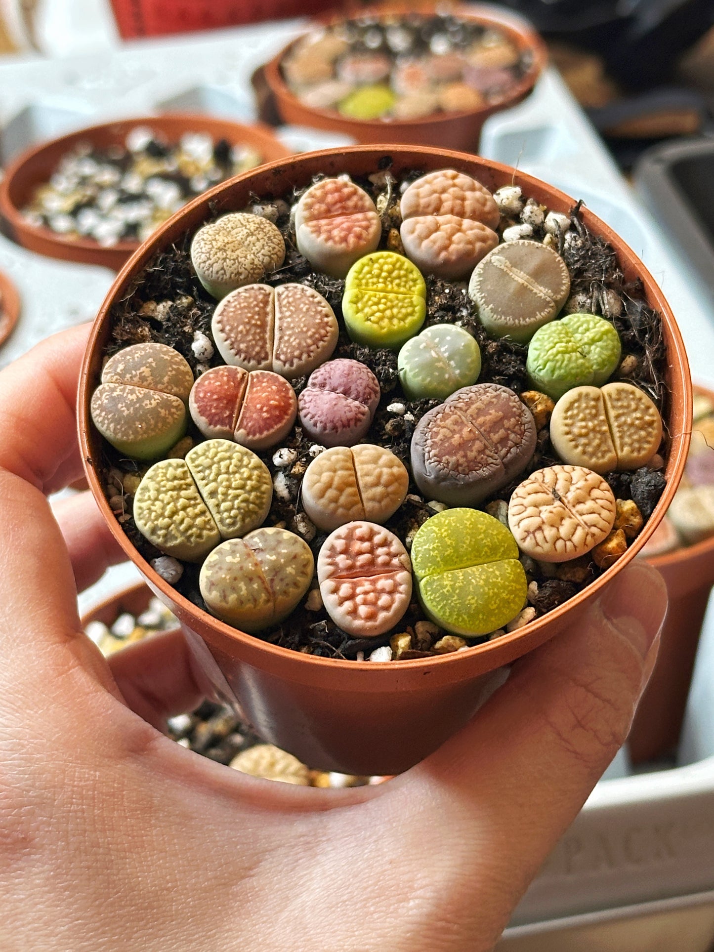18-20pcs Brilliant Colour Lithops Living Stones Plants, Aizoaceae, Lithops - Random Colour