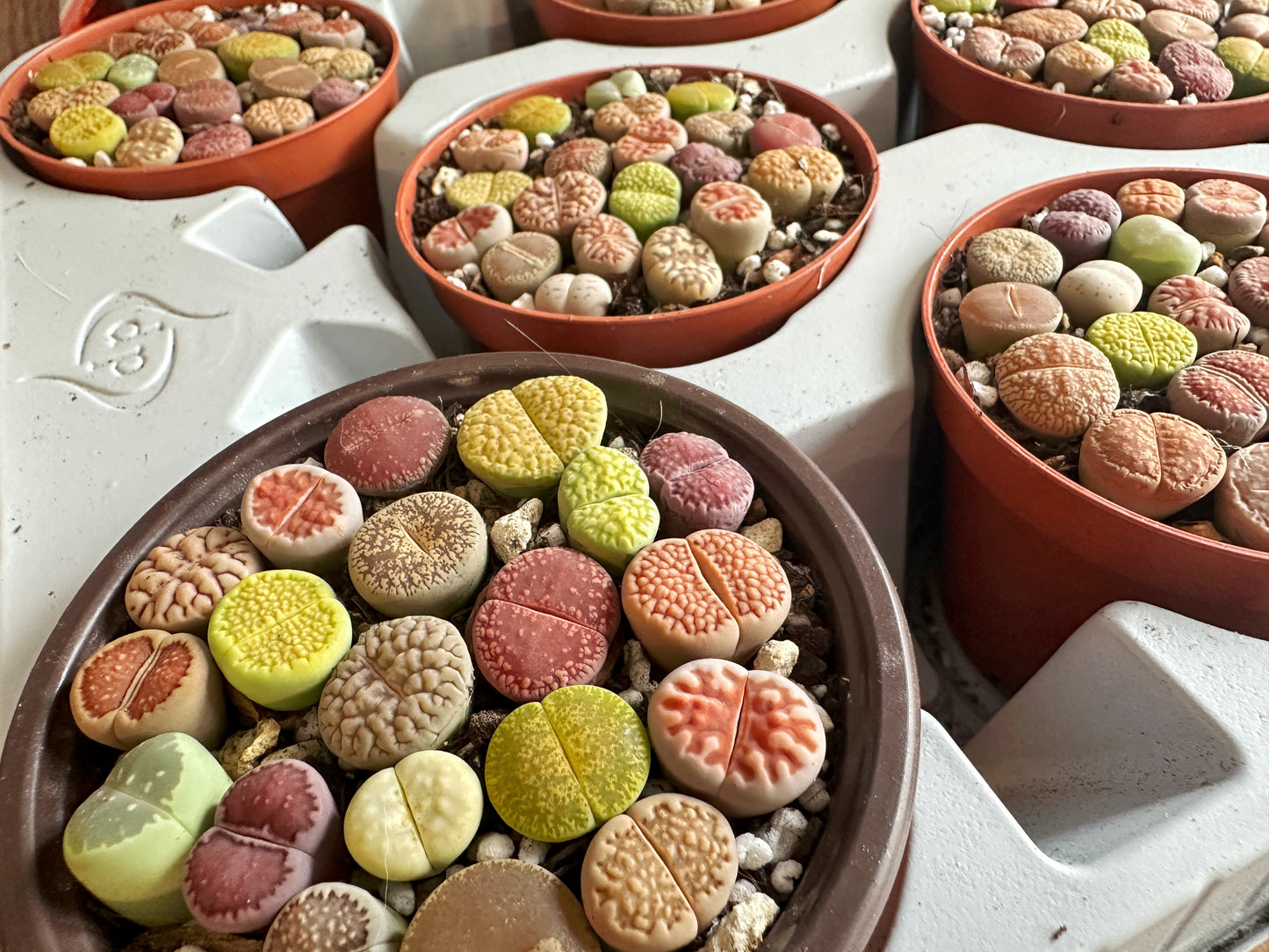 18-20pcs Brilliant Colour Lithops Living Stones Plants, Aizoaceae, Lithops - Random Colour