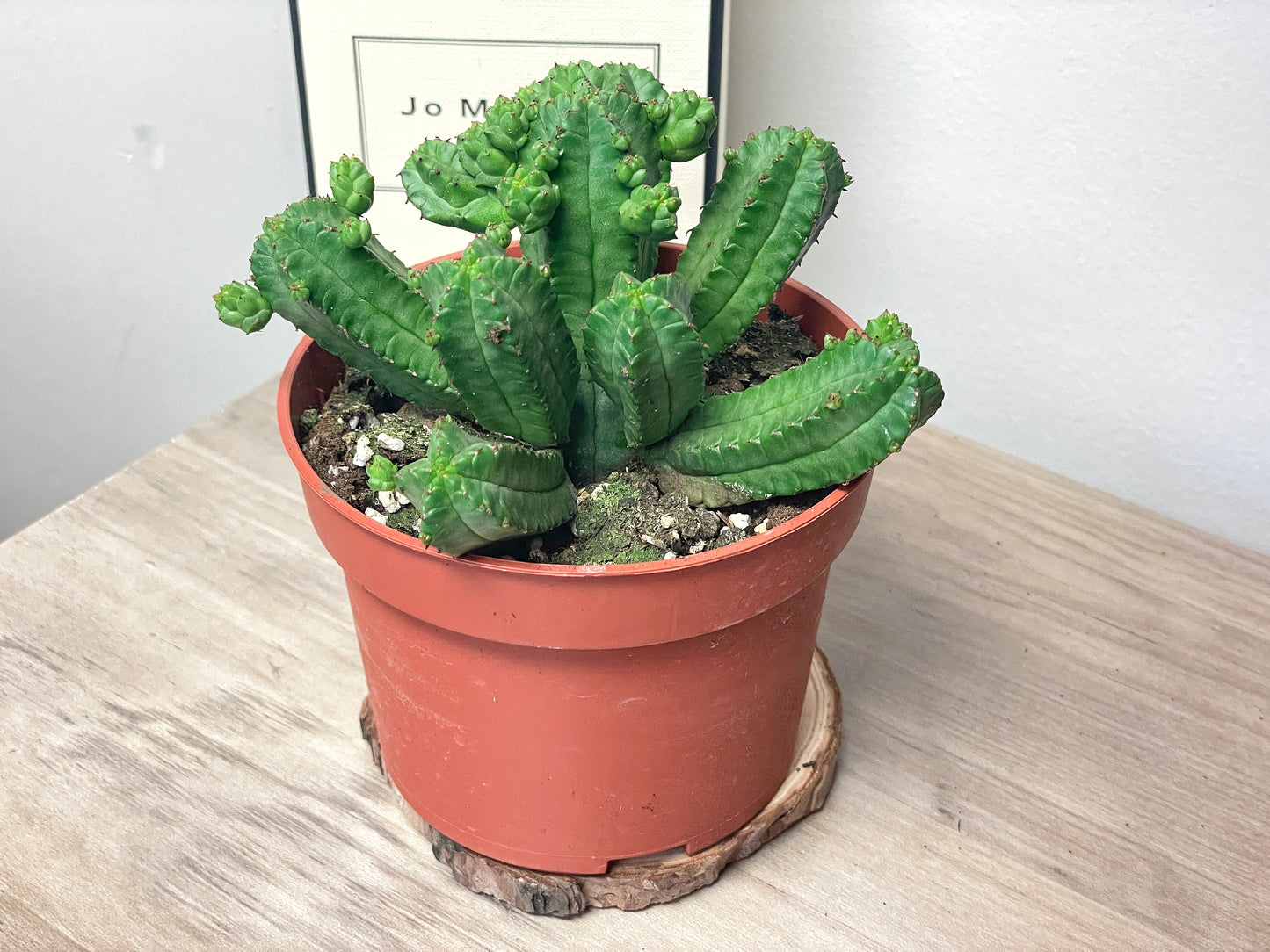 Euphorbia tubiglans, Live Succulent Plant | Easy Care, in 10cm pot, Houseplants