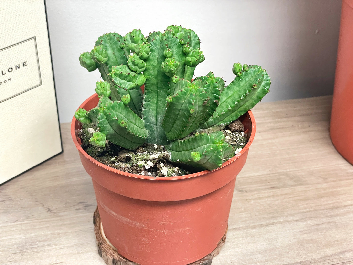 Euphorbia tubiglans, Live Succulent Plant | Easy Care, in 10cm pot, Houseplants