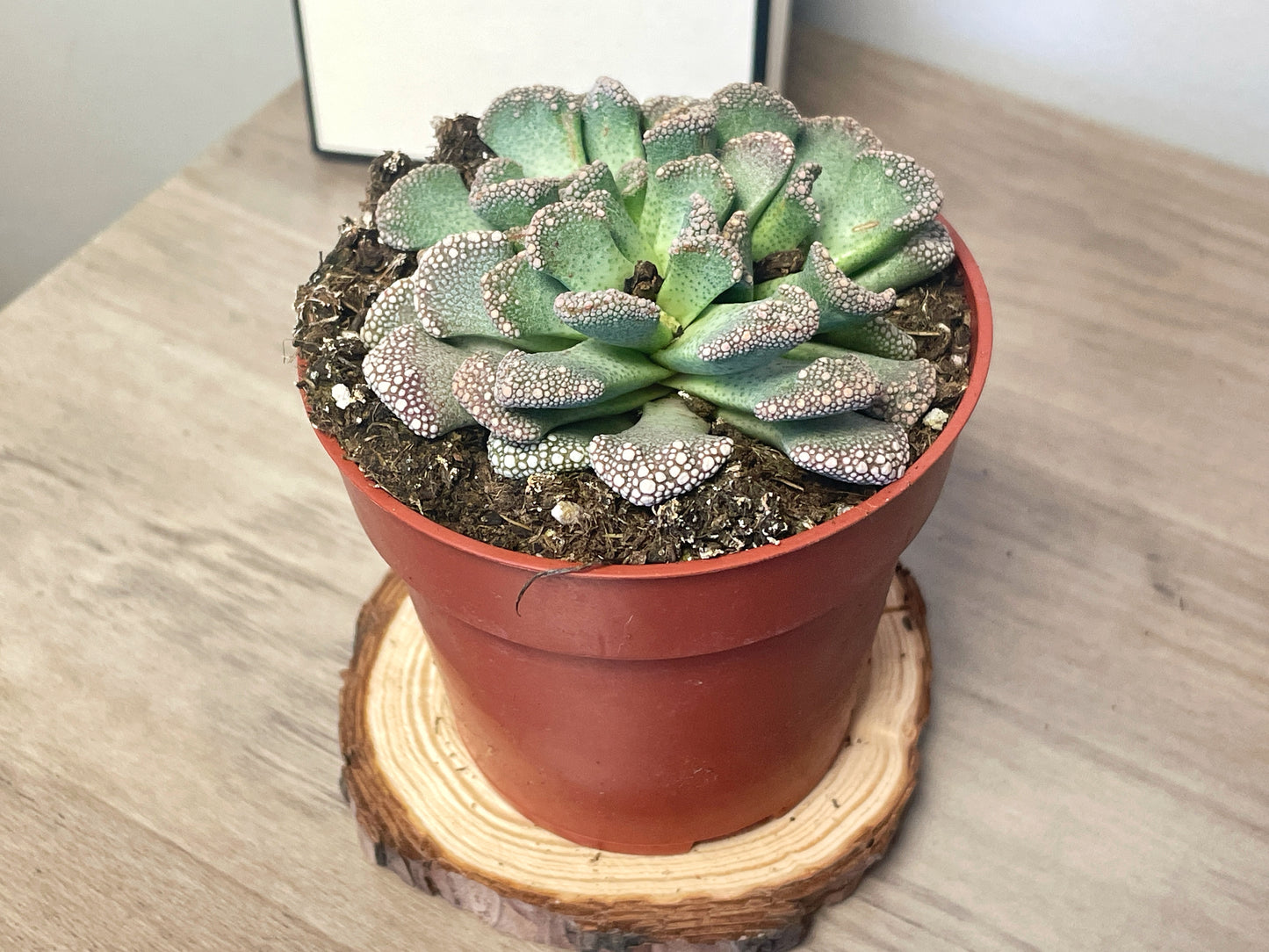 Titanopsis calcarea - Aizoaceae - Succulent Houseplant in 5cm/8cm Pot