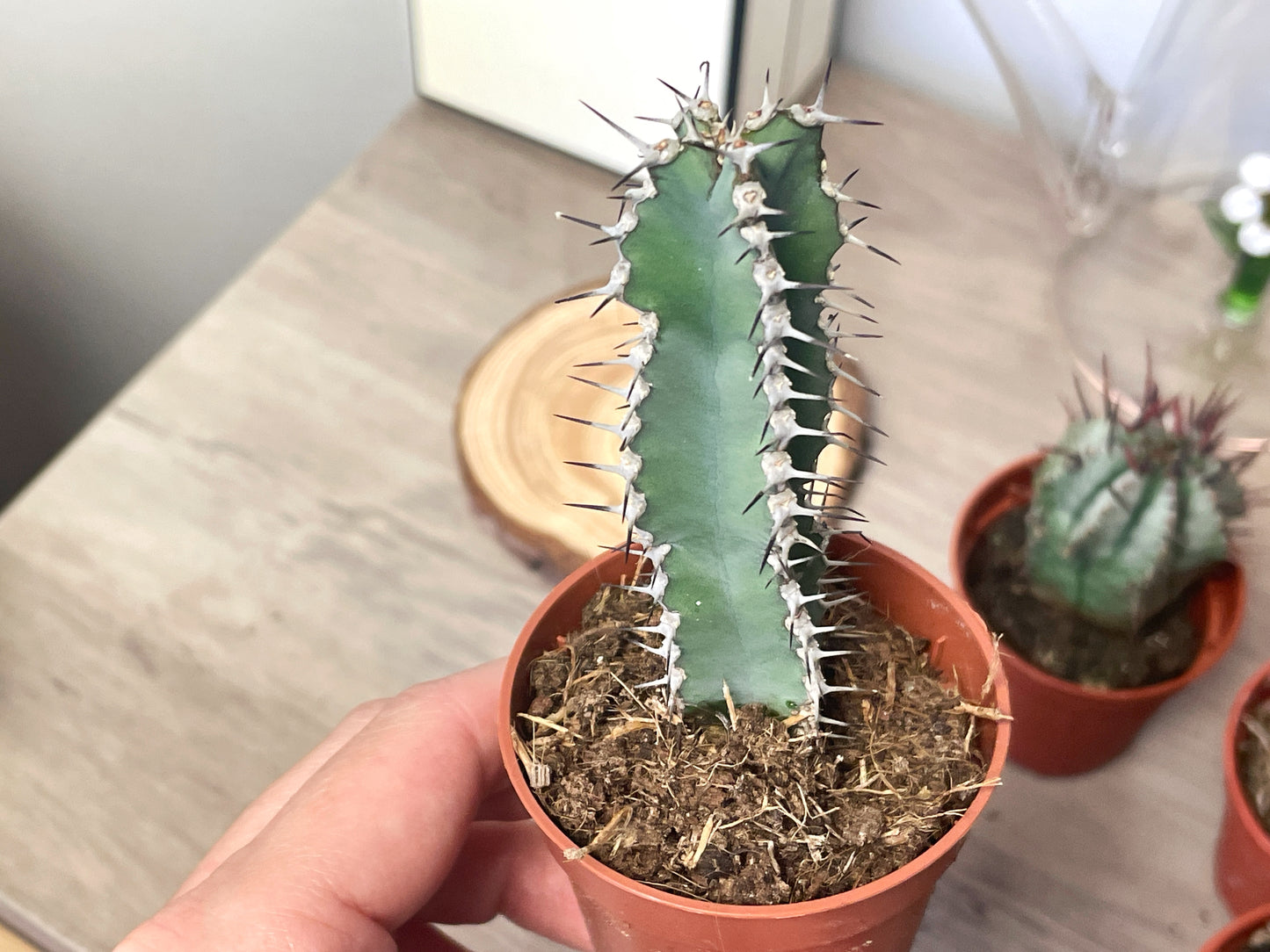 4 different Euphorbia, Euphorbia obesa/polygona/horrida/Polyacantha in 5.5cm pot