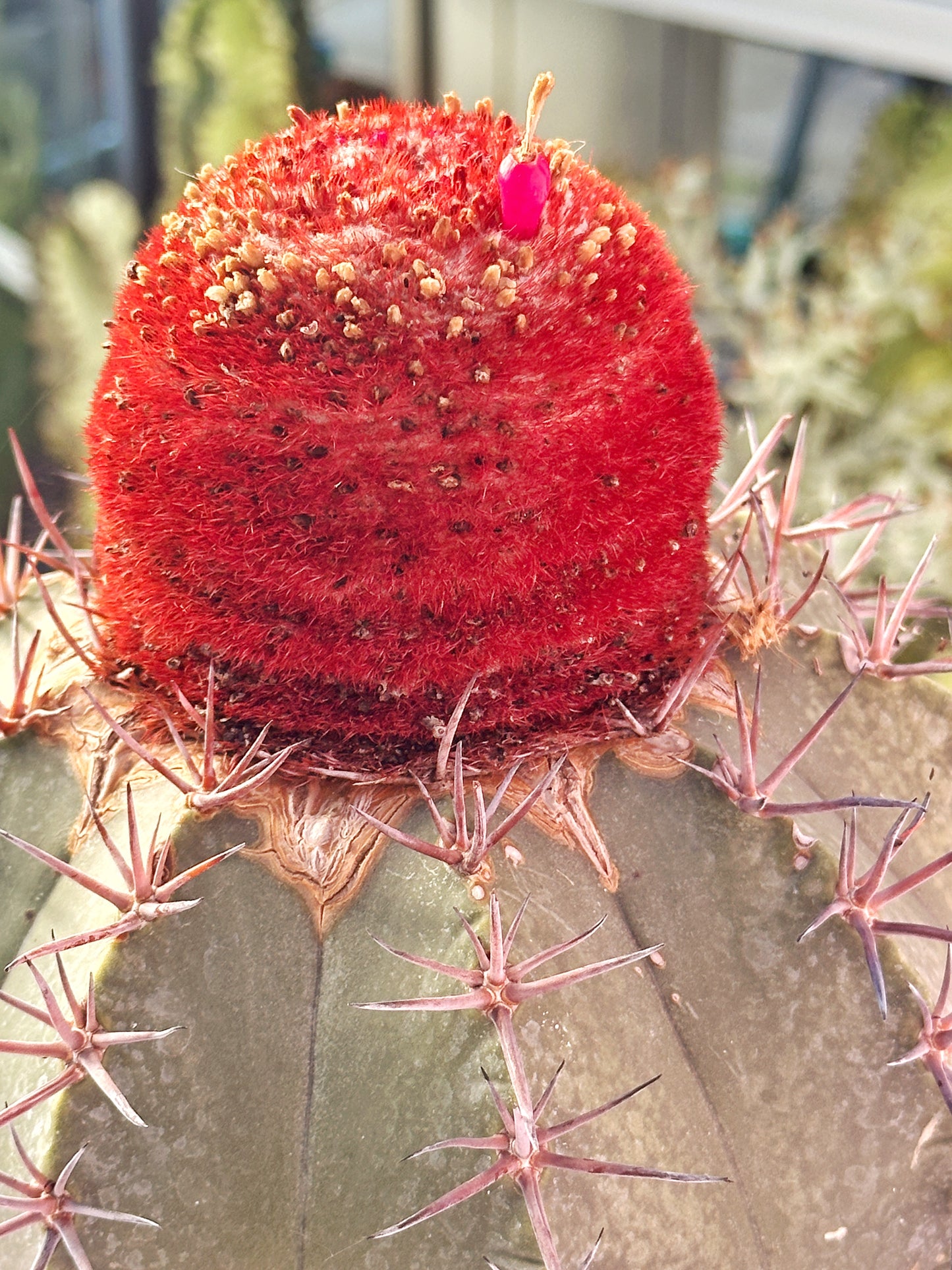 Rare Melocactus concinnus 17cm+ | Large Specimen Cactus | Cephalium | One of a Kind | Potted
