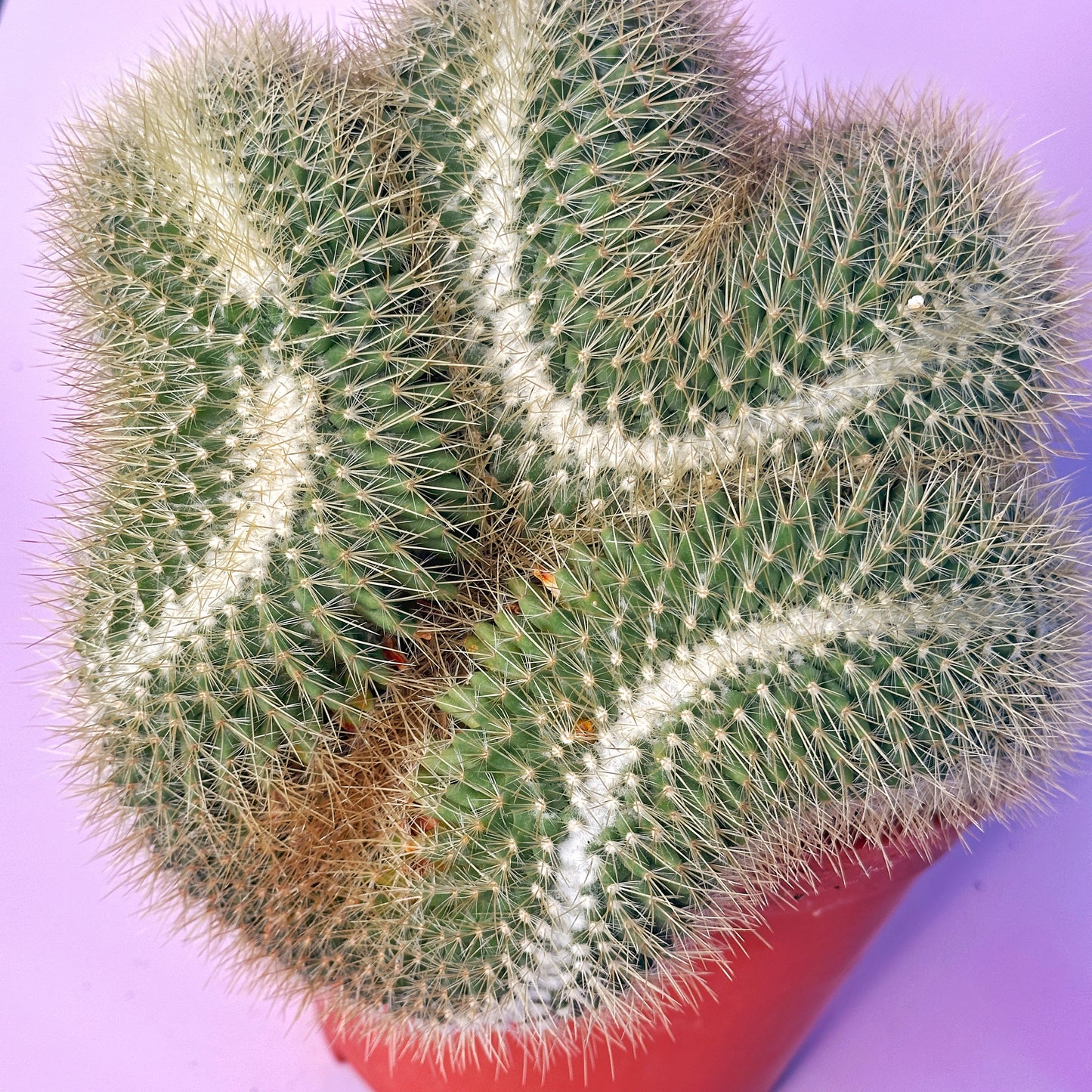 Large Mammillaria pringlei Cristata | Crested Cactus | Rare Specimen | One of a Kind | Potted