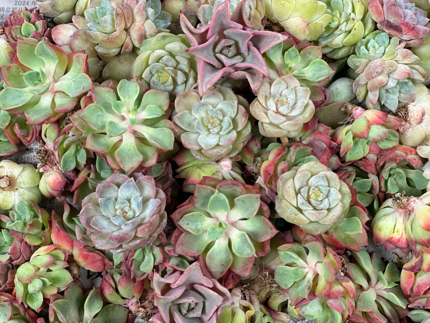 12 pcs Baby Succulents with Nursery Box and Soil, DIY Succulents New Starter Kit