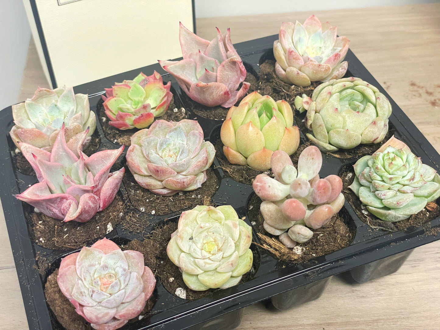 12 pcs Baby Succulents with Nursery Box and Soil, DIY Succulents New Starter Kit
