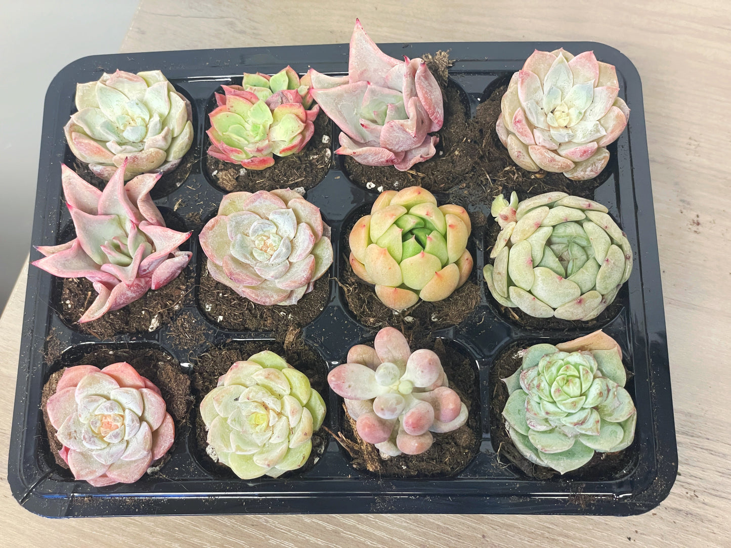 12 pcs Baby Succulents with Nursery Box and Soil, DIY Succulents New Starter Kit