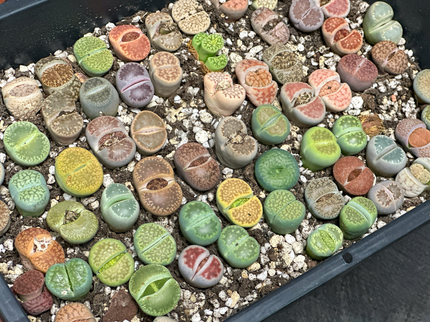 Lithops, Living Stones - 00